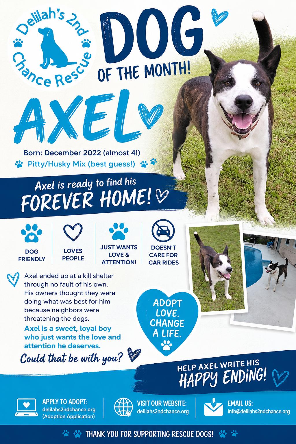 Enlarge Axel, a ADOPTABLE mixed breed in Port Saint Lucie, FL image 1/5
