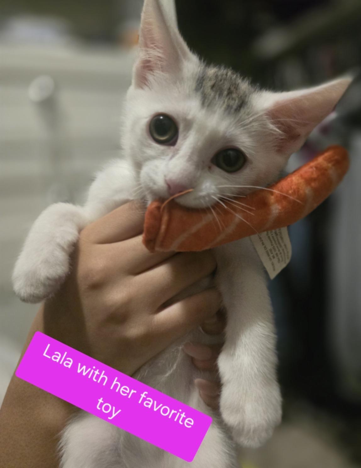 Lala, ADOPTABLE, Kitten Female Domestic Short Hair.