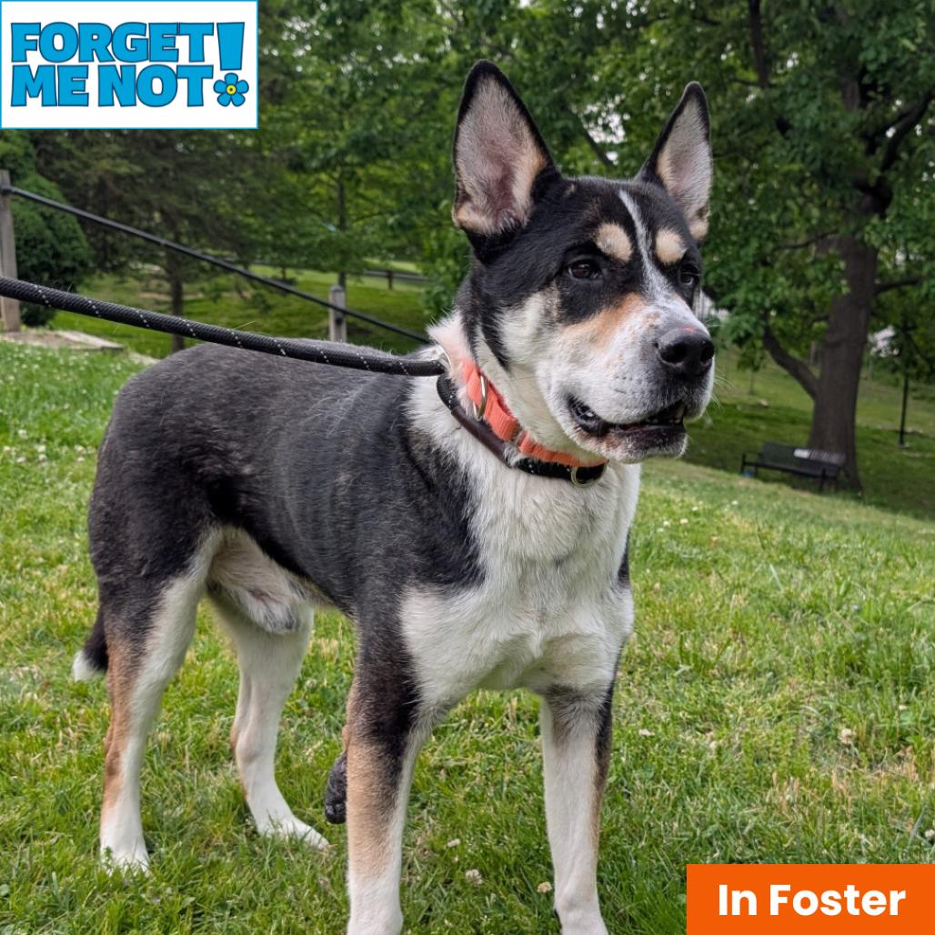 Saint, a Adoptable mixed breed in Baltimore, MD image 1/3