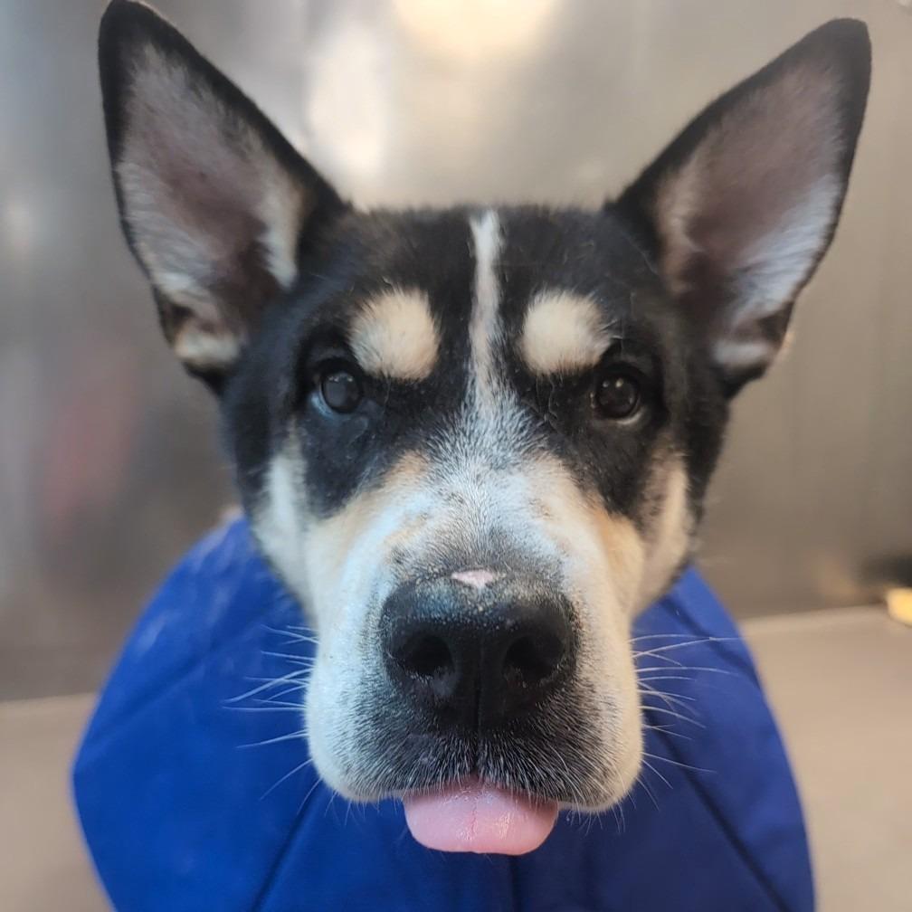 Saint, a Adoptable mixed breed in Baltimore, MD image 2/3