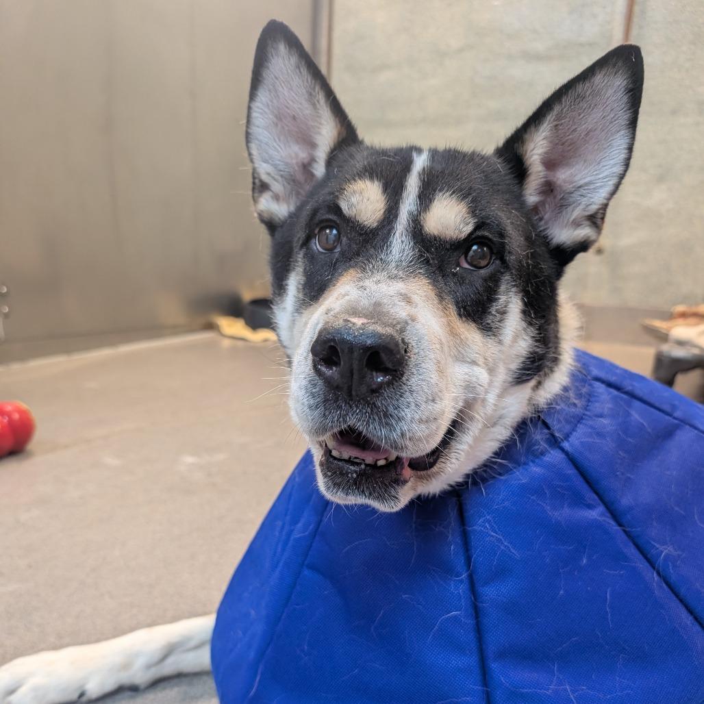 Saint, a Adoptable mixed breed in Baltimore, MD image 3/3