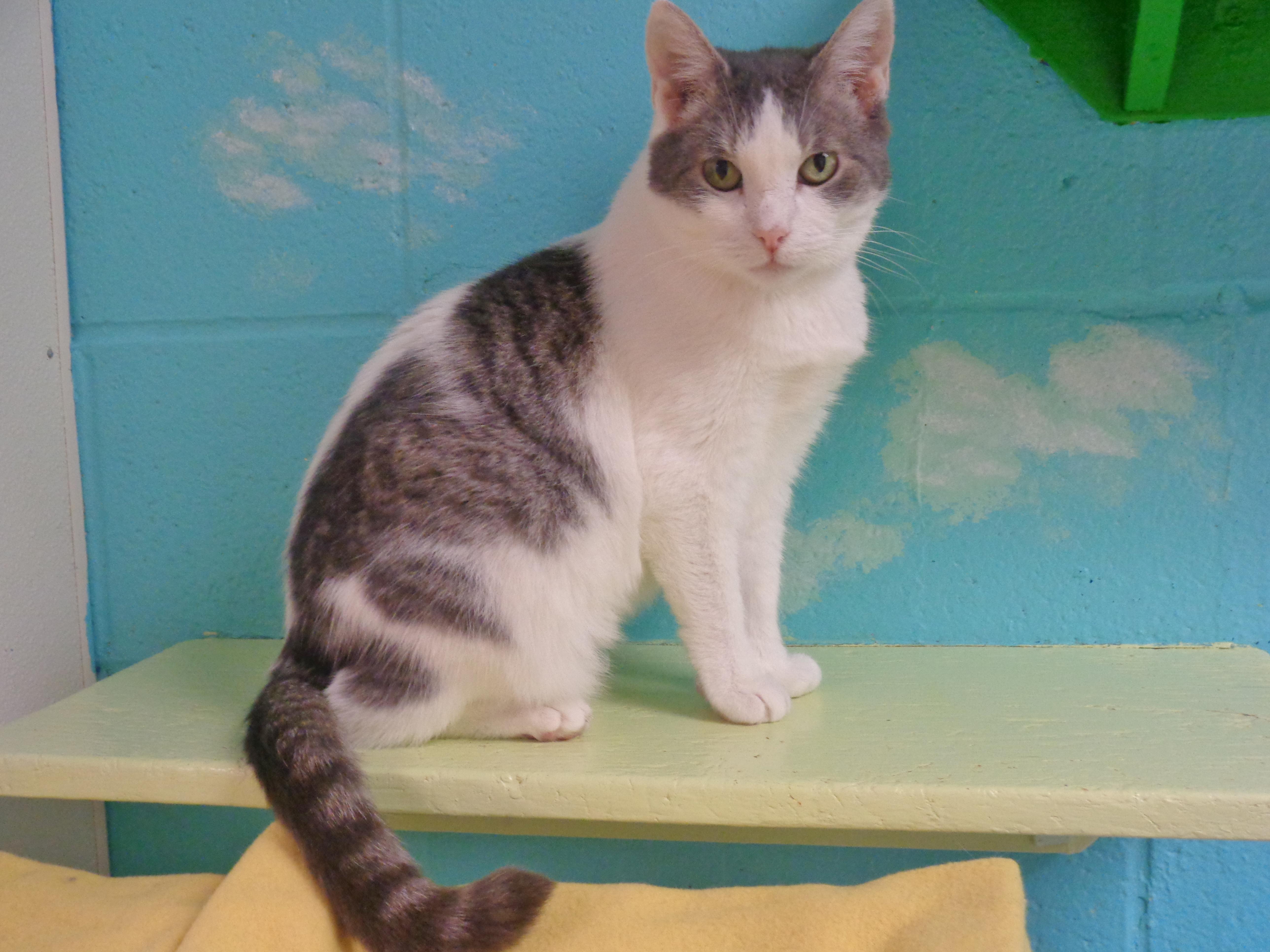 LOUISIANA - Extra Toes!, Adoptable, Young Female Extra-Toes Cat / Hemingway Polydactyl.