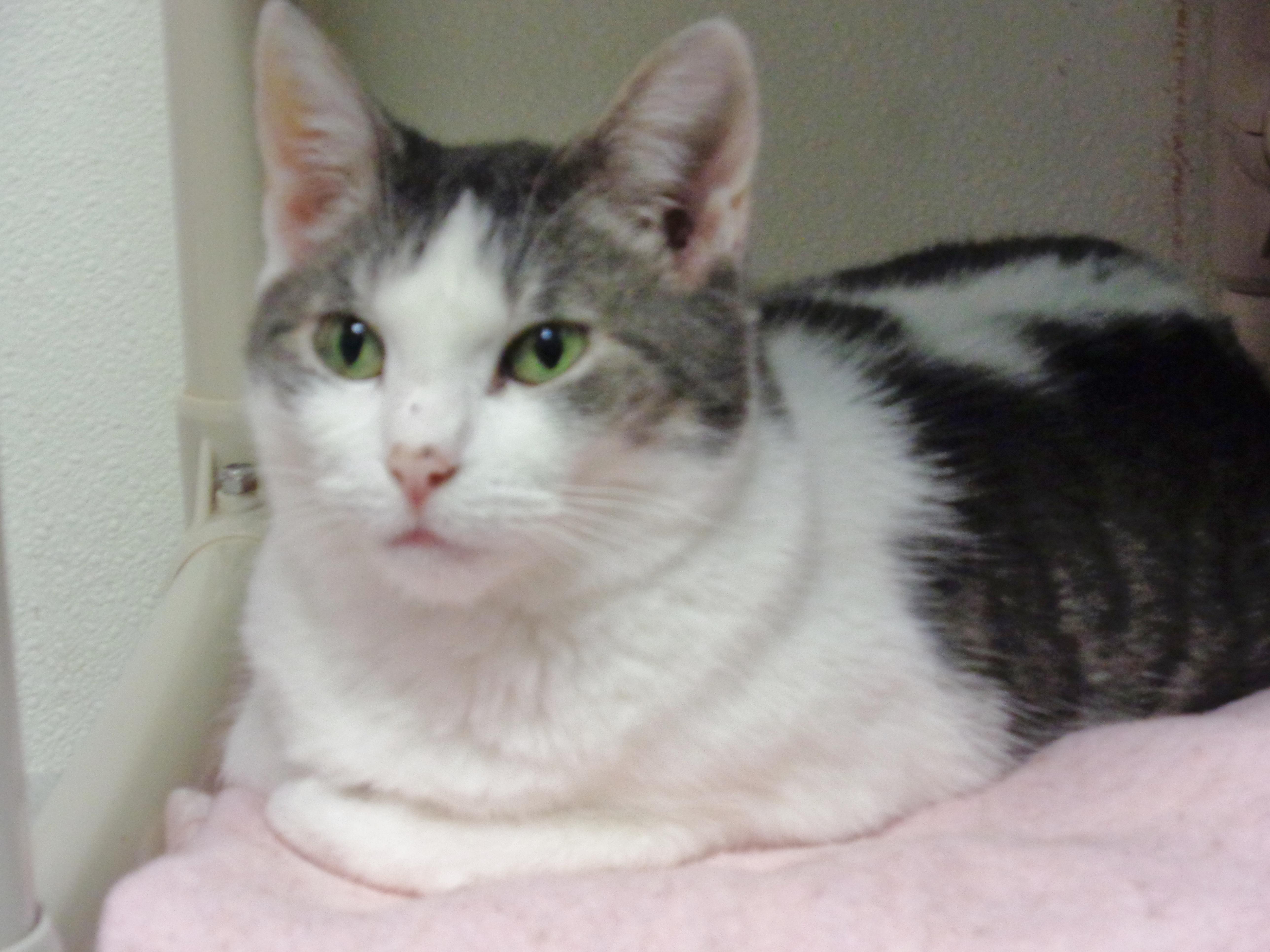 LOUISIANA - Extra Toes!, a Adoptable Extra-Toes Cat / Hemingway Polydactyl in Delhi, NY image 6/6