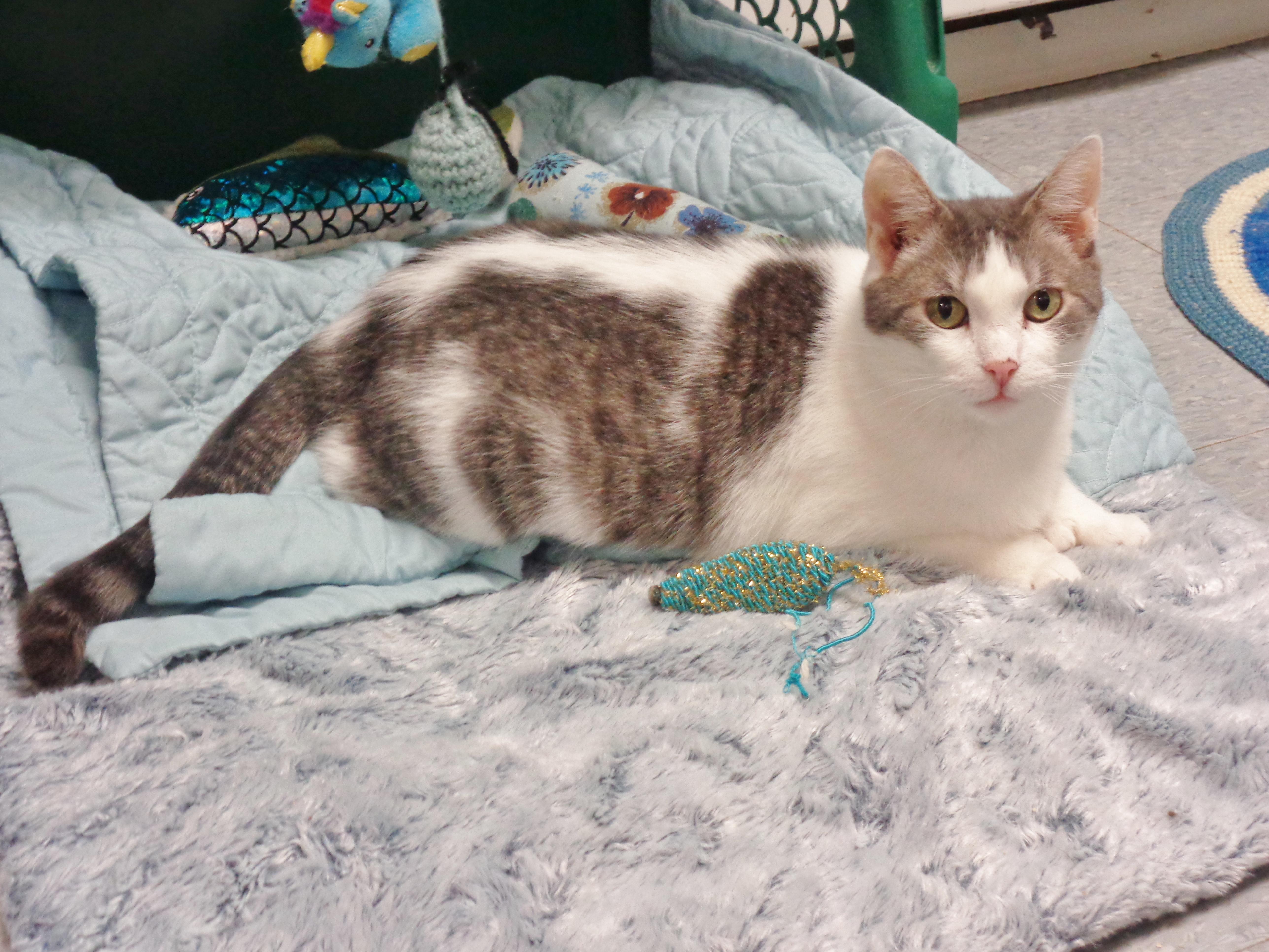 LOUISIANA - Extra Toes!, a Adoptable Extra-Toes Cat / Hemingway Polydactyl in Delhi, NY image 2/6