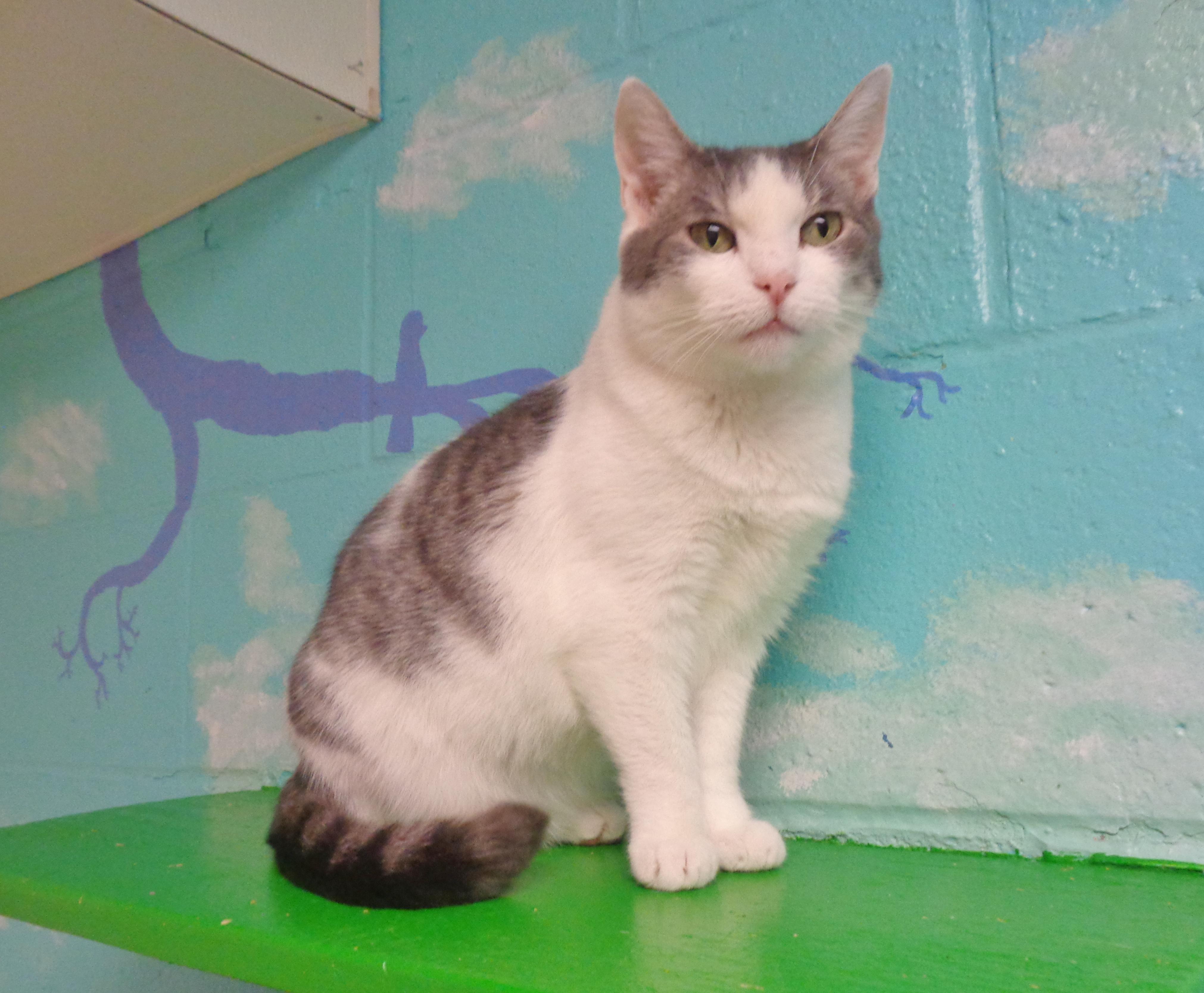 LOUISIANA - Extra Toes!, a Adoptable Extra-Toes Cat / Hemingway Polydactyl in Delhi, NY image 5/6