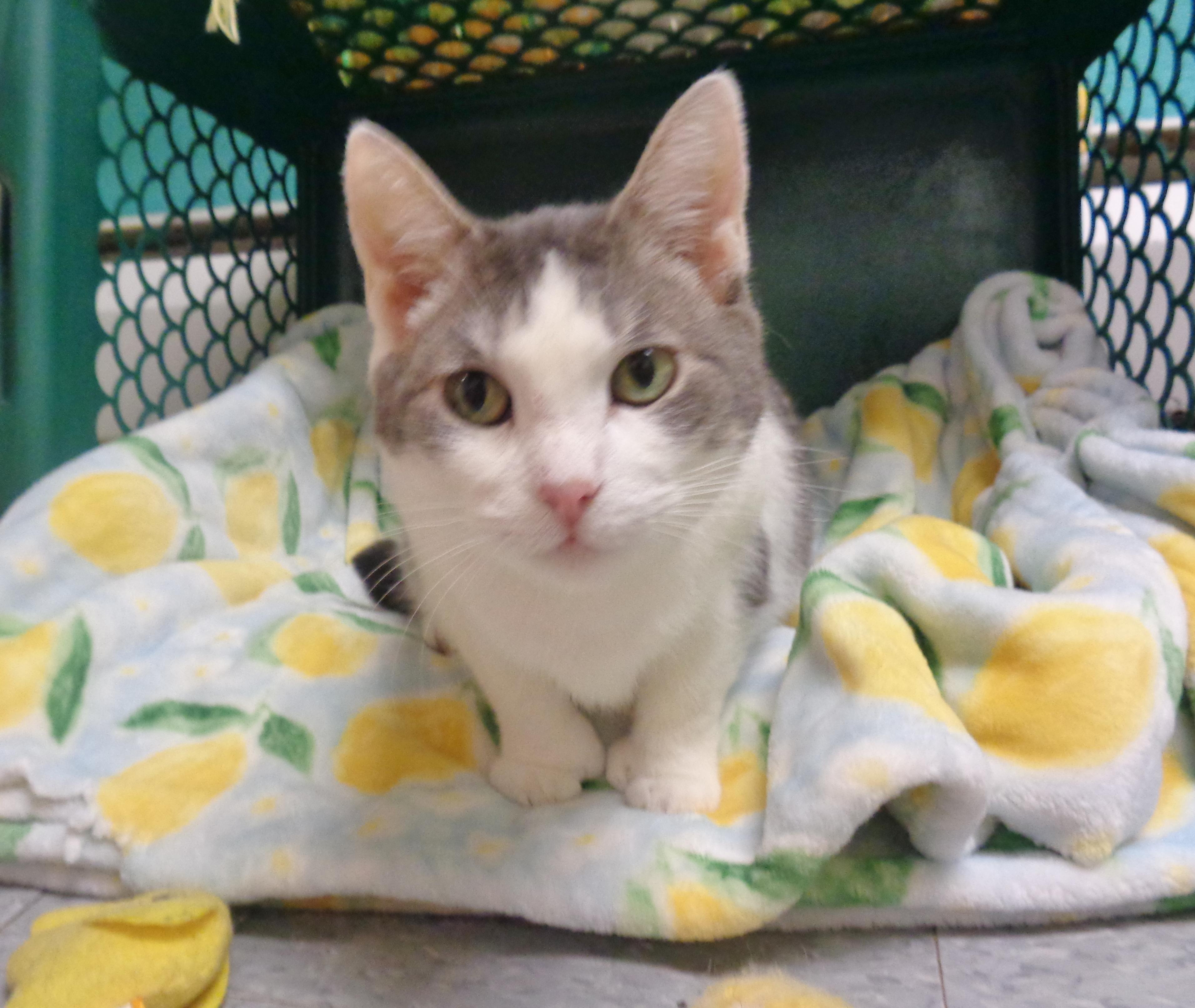 LOUISIANA - Extra Toes!, a Adoptable Extra-Toes Cat / Hemingway Polydactyl in Delhi, NY image 3/6