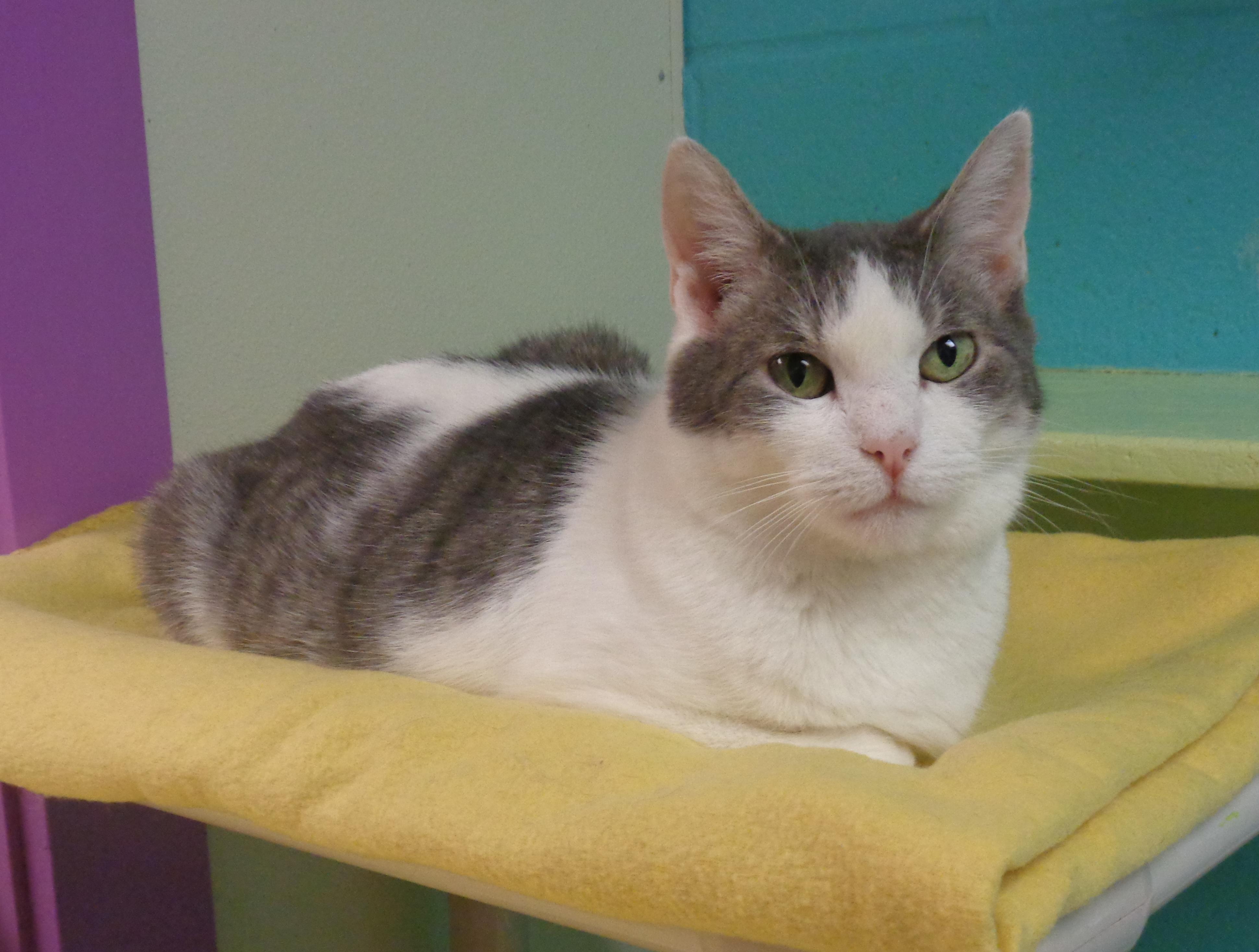 LOUISIANA - Extra Toes!, a Adoptable Extra-Toes Cat / Hemingway Polydactyl in Delhi, NY image 4/6