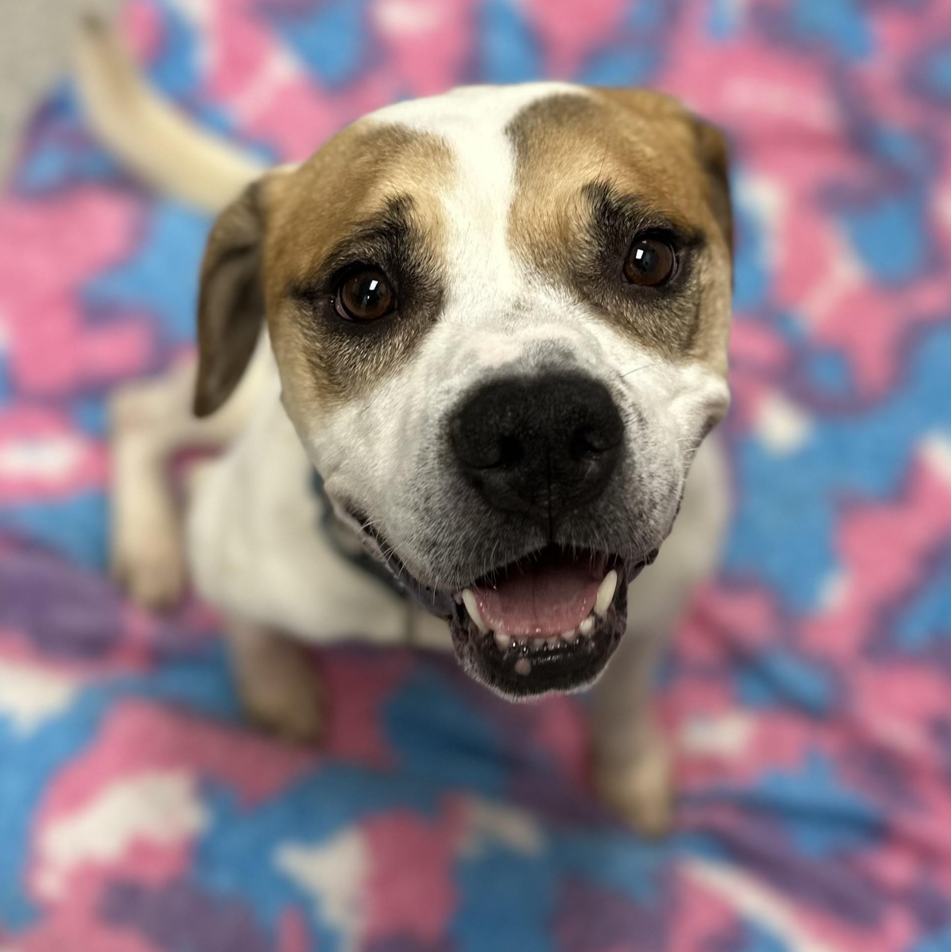 Brownie+, Adoptable, Adult Male Mixed Breed.