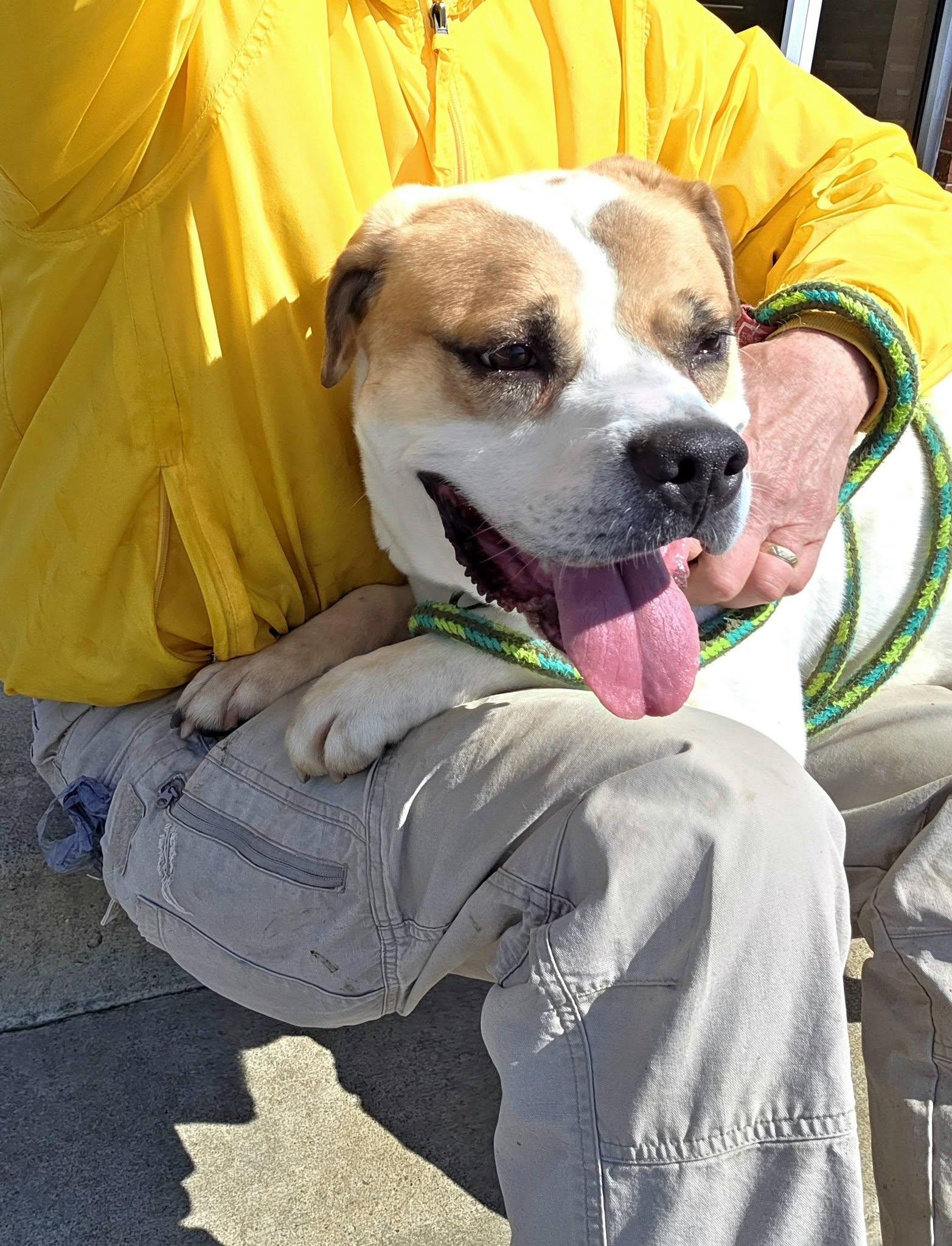 Enlarge Brownie+, a Adoptable Mixed Breed in Youngstown, OH image 3/6