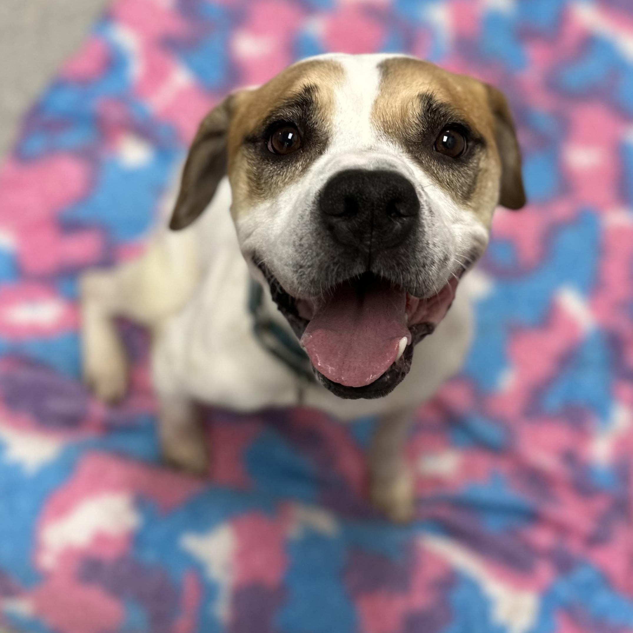 Enlarge Brownie+, a Adoptable Mixed Breed in Youngstown, OH image 4/6