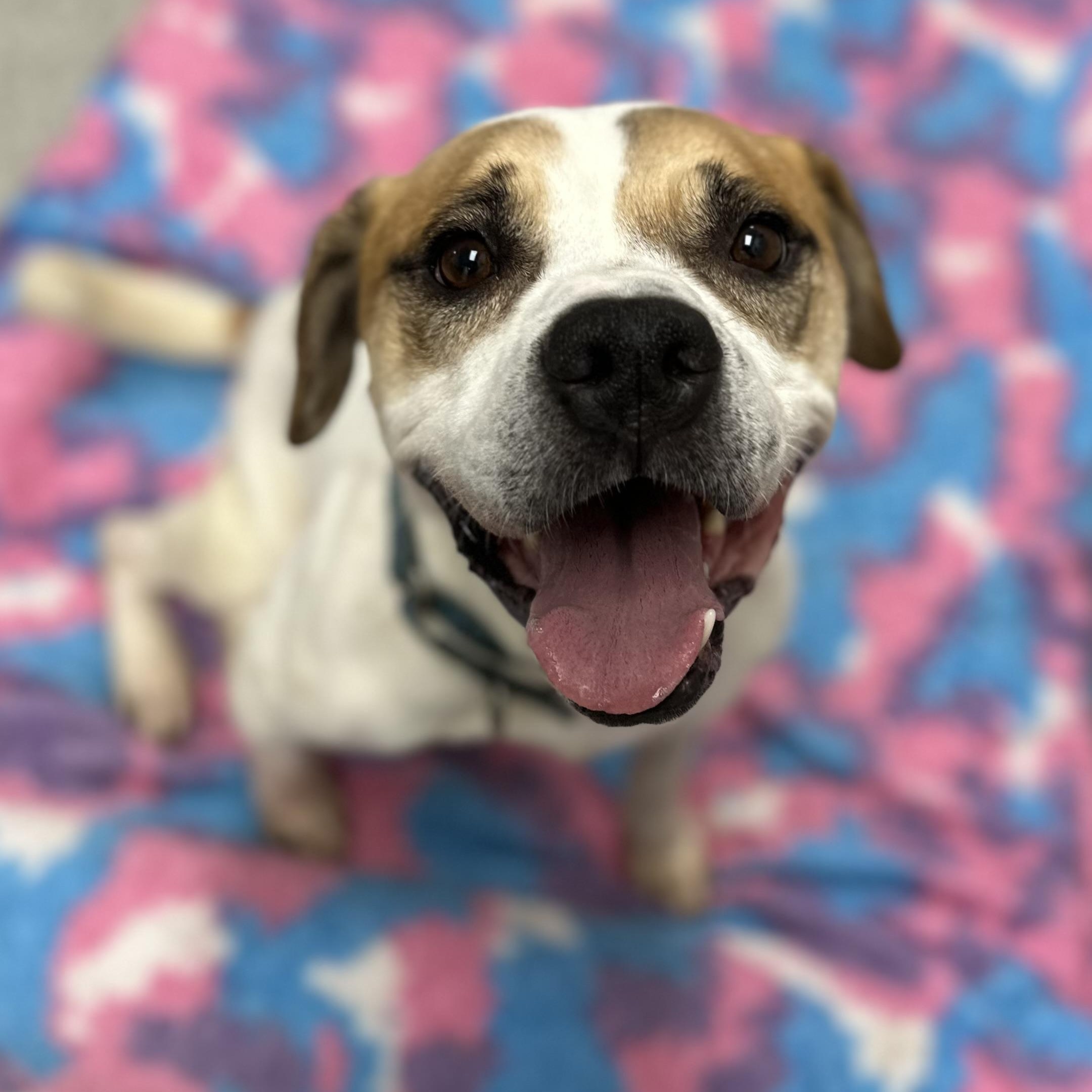 Enlarge Brownie+, a Adoptable Mixed Breed in Youngstown, OH image 5/6