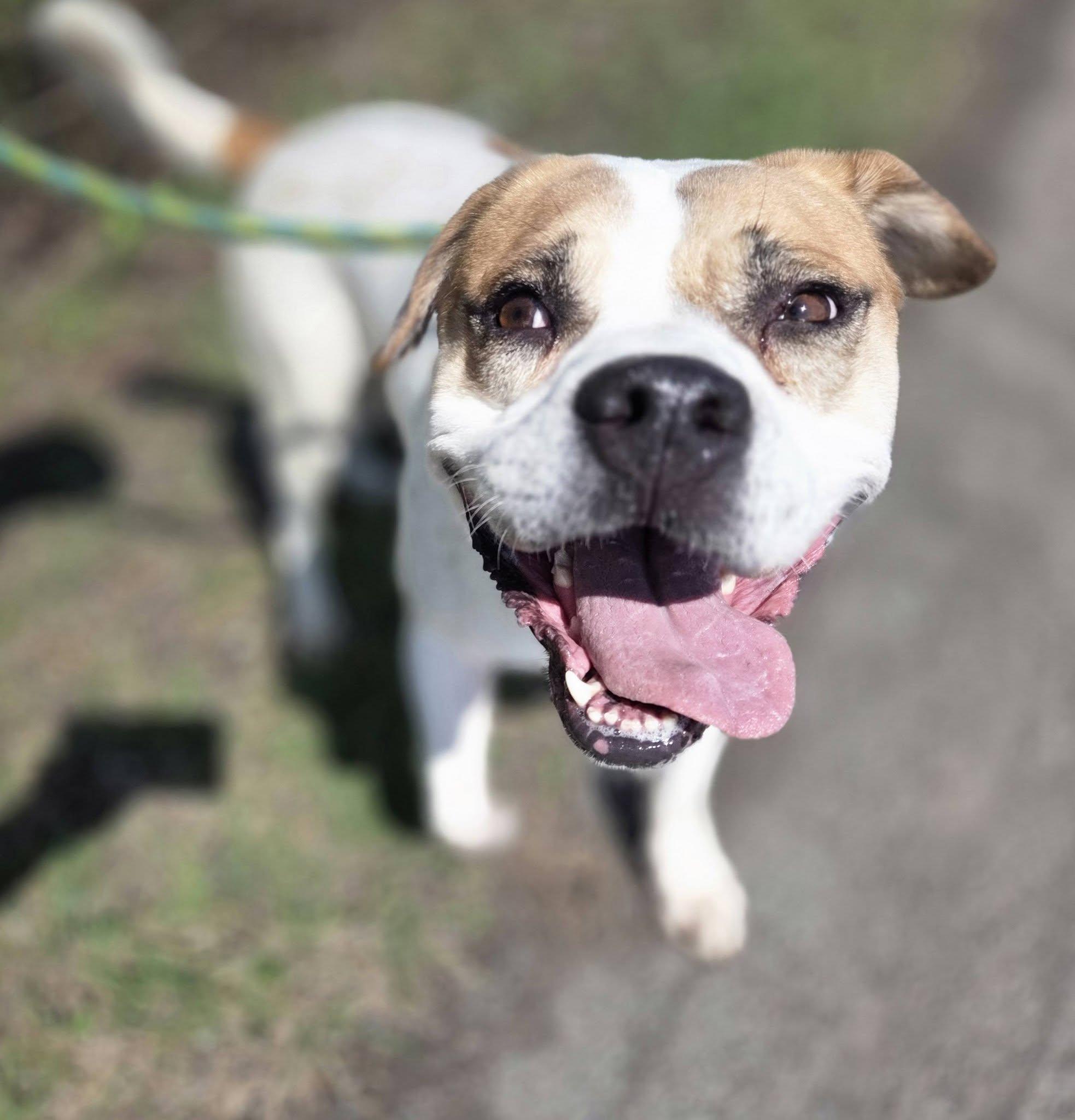 Enlarge Brownie+, a Adoptable Mixed Breed in Youngstown, OH image 2/6