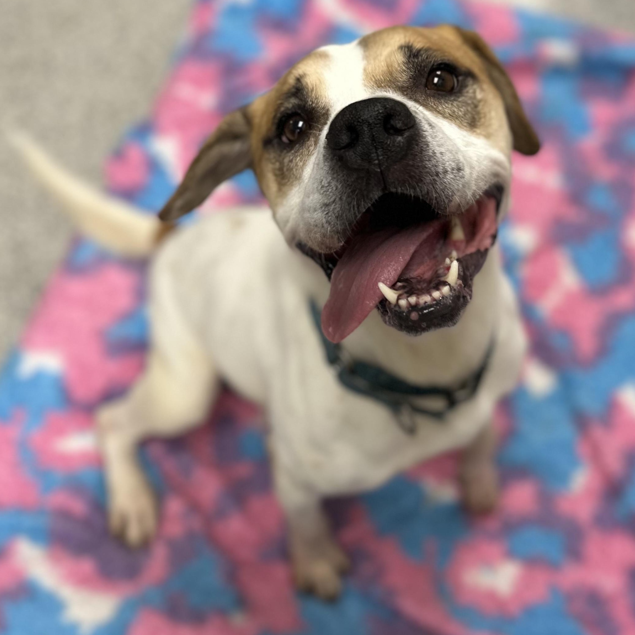 Enlarge Brownie+, a Adoptable Mixed Breed in Youngstown, OH image 6/6