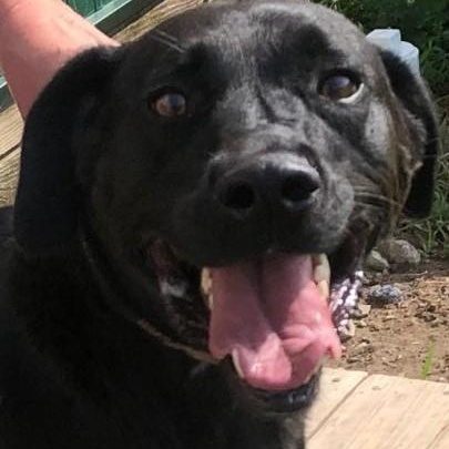 Kai, a Adoptable mixed breed in Avon, IN image 1/2