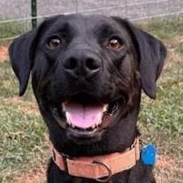 Kai, a Adoptable mixed breed in Avon, IN image 2/2