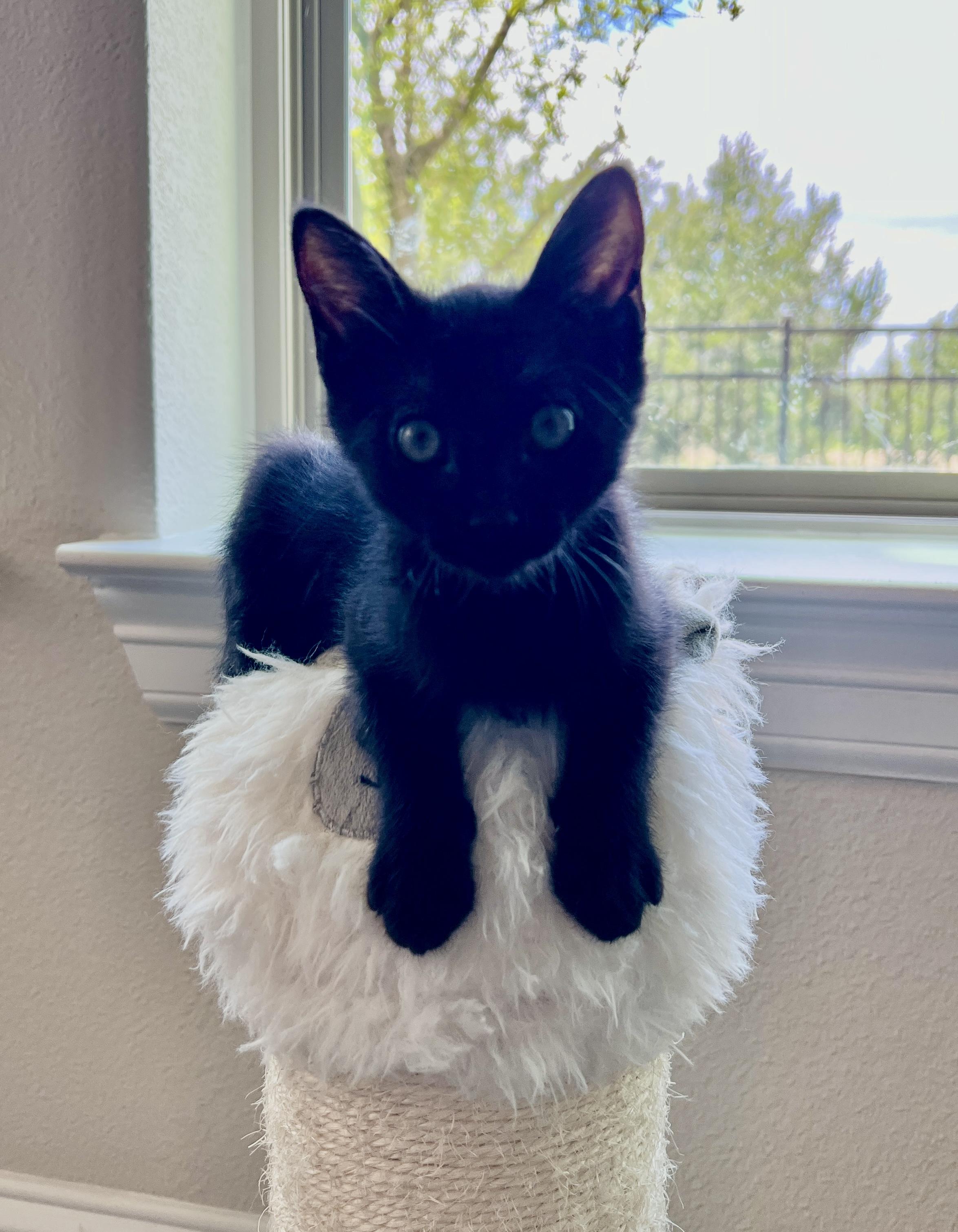 Oscar