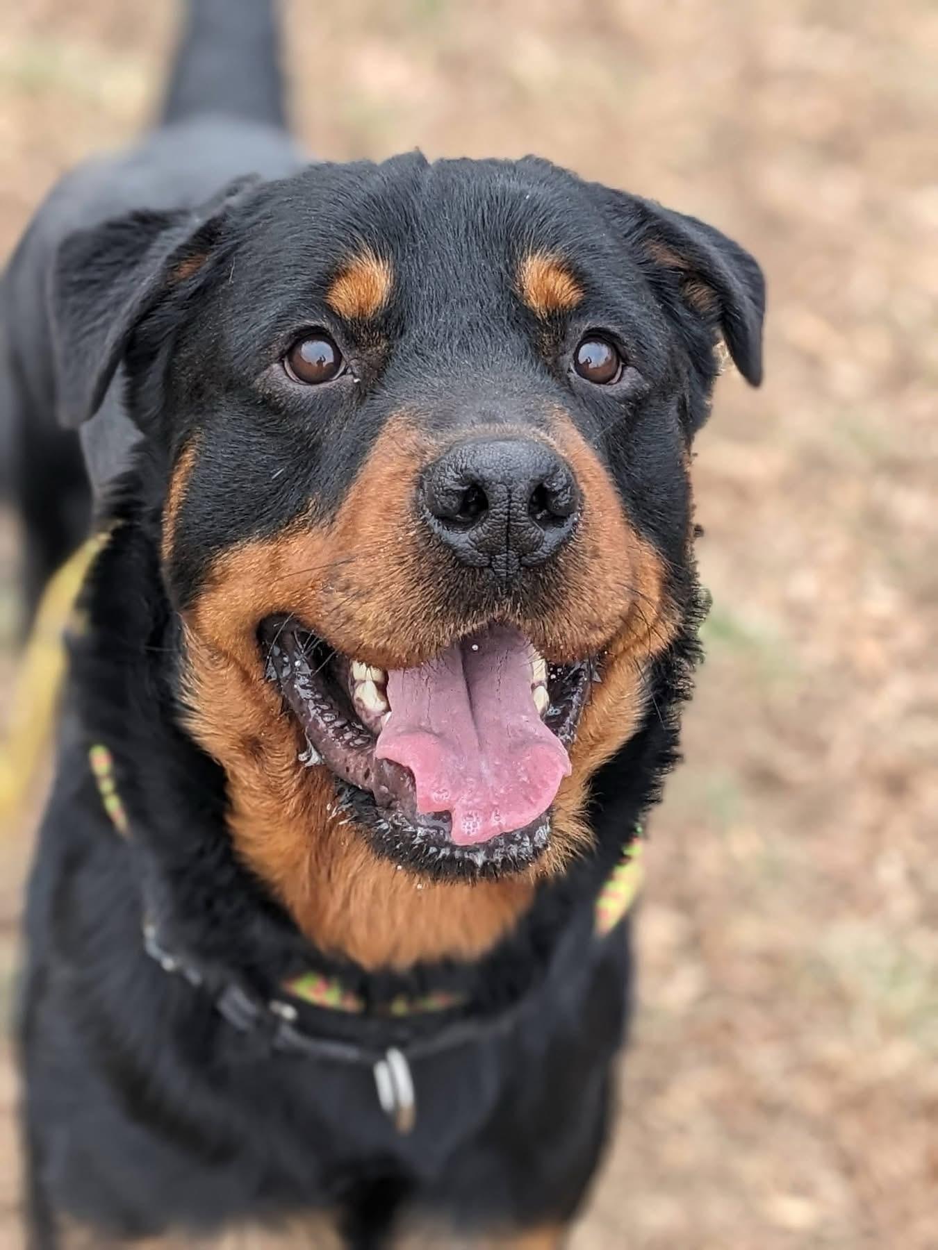 Enlarge Tyson (ID 49640/4264), a ADOPTABLE Rottweiler in Manassas, VA image 2/3