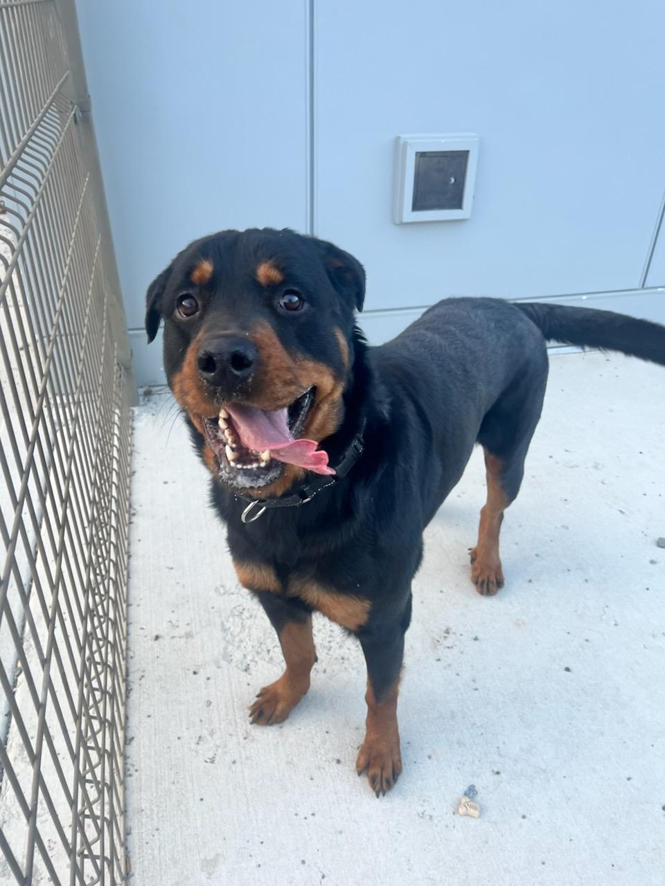 Enlarge Tyson (ID 49640/4264), a ADOPTABLE Rottweiler in Manassas, VA image 3/3