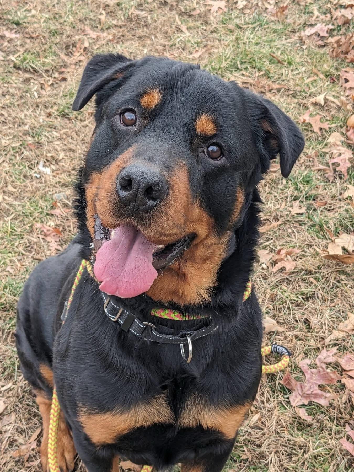 Tyson (ID 49640/4264), ADOPTABLE, Young Male Rottweiler.