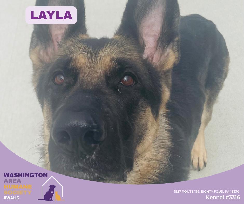 Layla, adopted, Adult Female German Shepherd Dog.