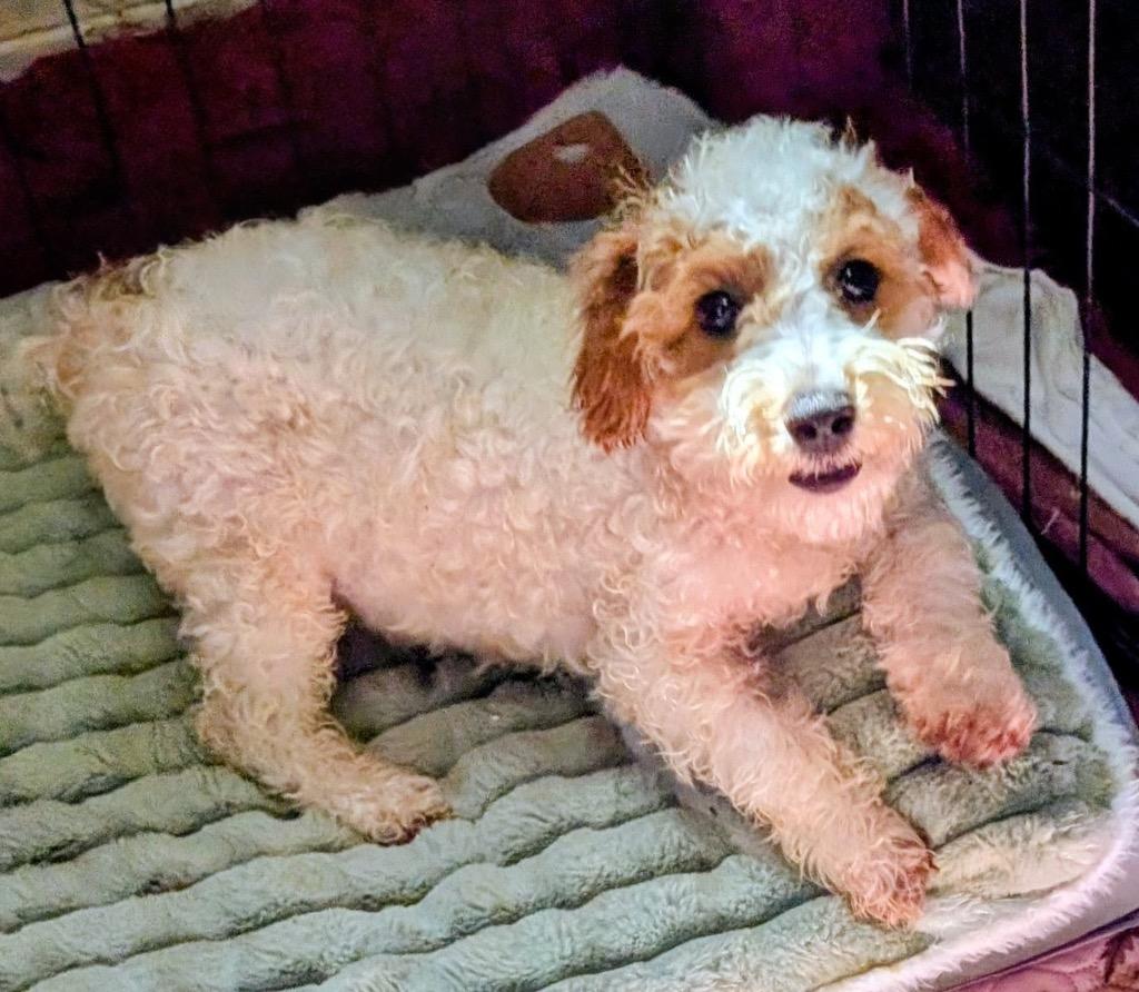 Enlarge Trace-4mo Gorgeous Little Boy, a Adopted mixed breed in Fort Myers, FL image 1/2