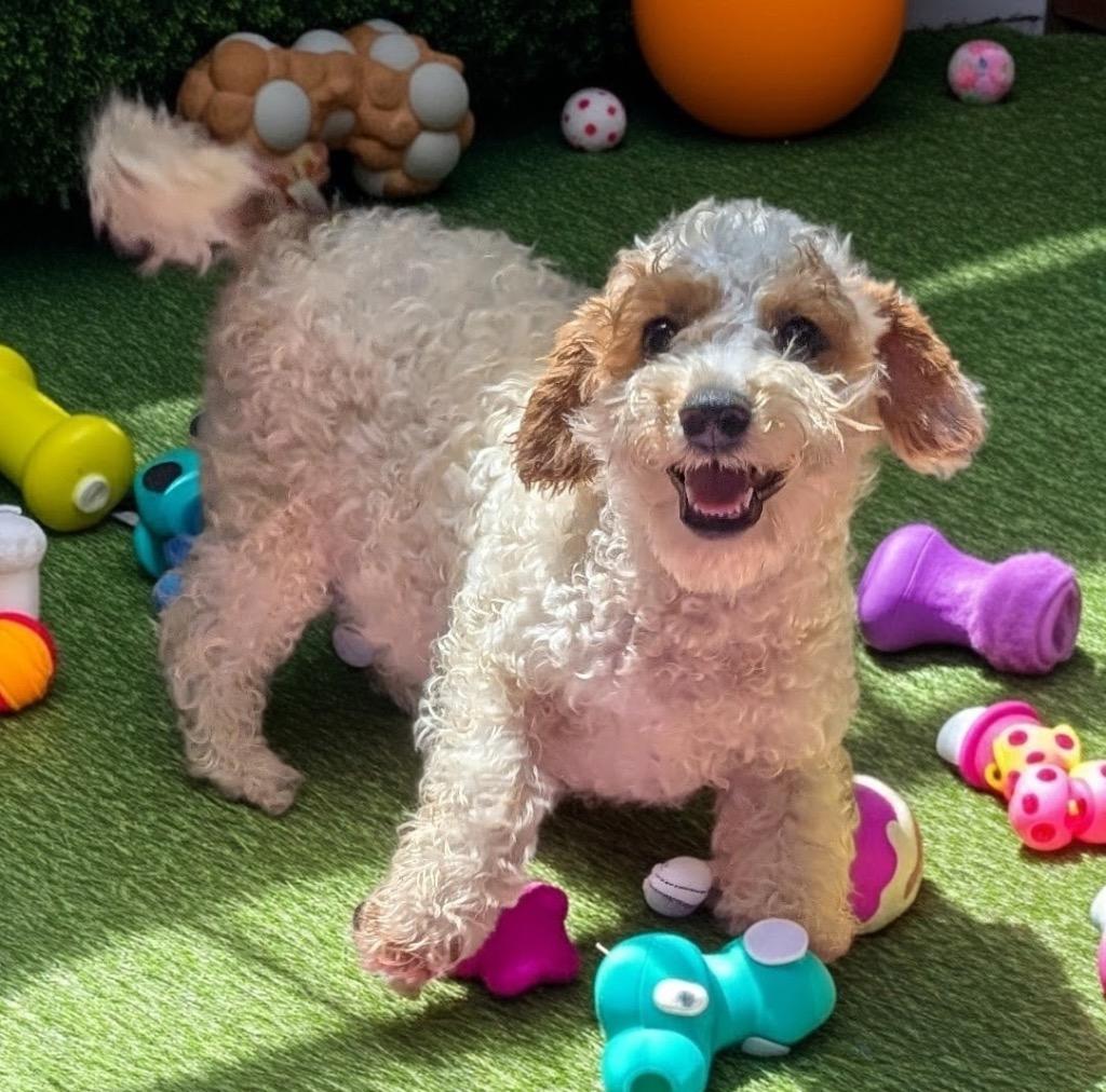 Enlarge Trace-4mo Gorgeous Little Boy, a Adopted mixed breed in Fort Myers, FL image 2/2