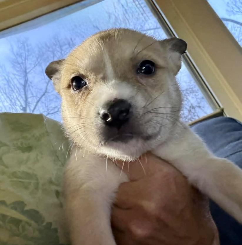 Dancer, a Adoptable mixed breed in Middletown, CT image 1/5