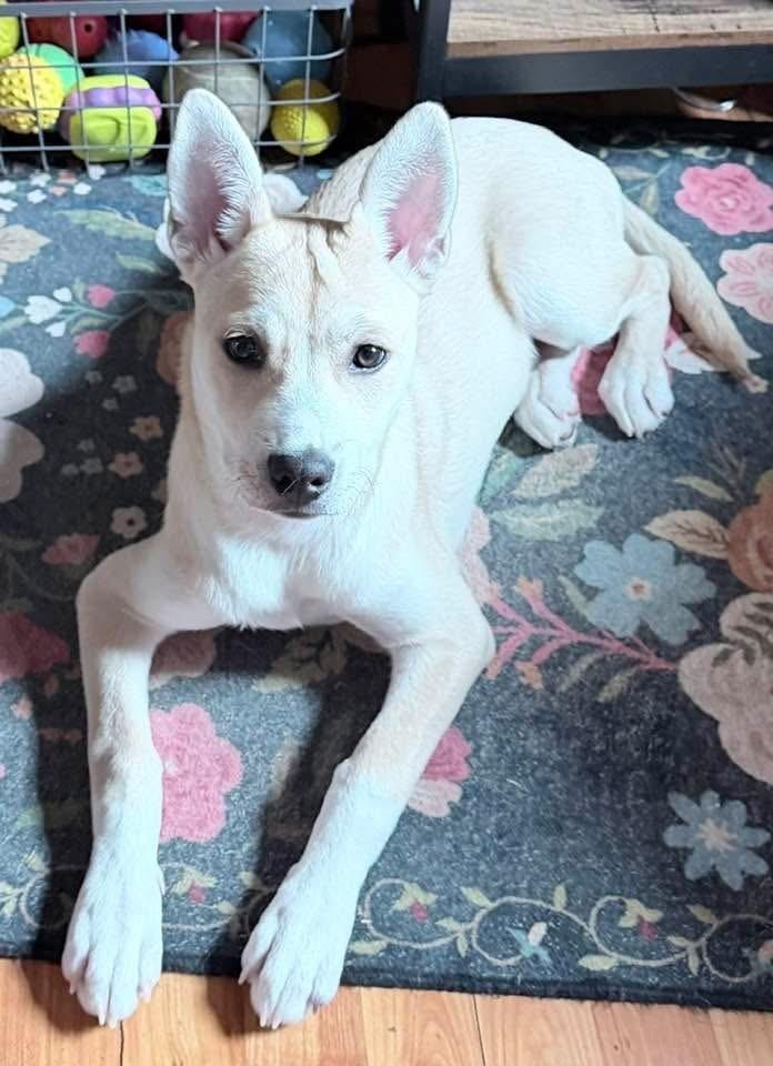 Enlarge Dancer, a Adoptable mixed breed in Middletown, CT image 3/5