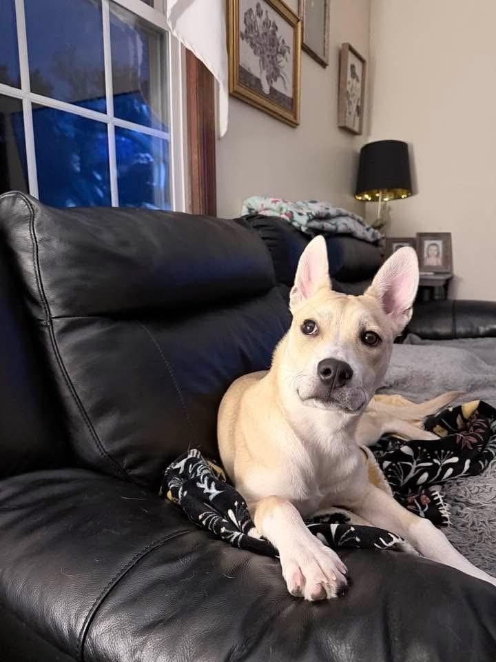 Dancer, Adoptable, Puppy Female Husky & Labrador Retriever.