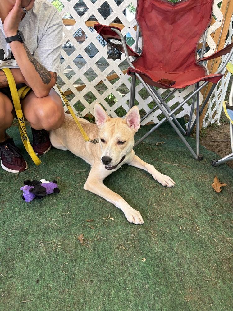 Dancer, Adoptable, Young Female Husky & Labrador Retriever.