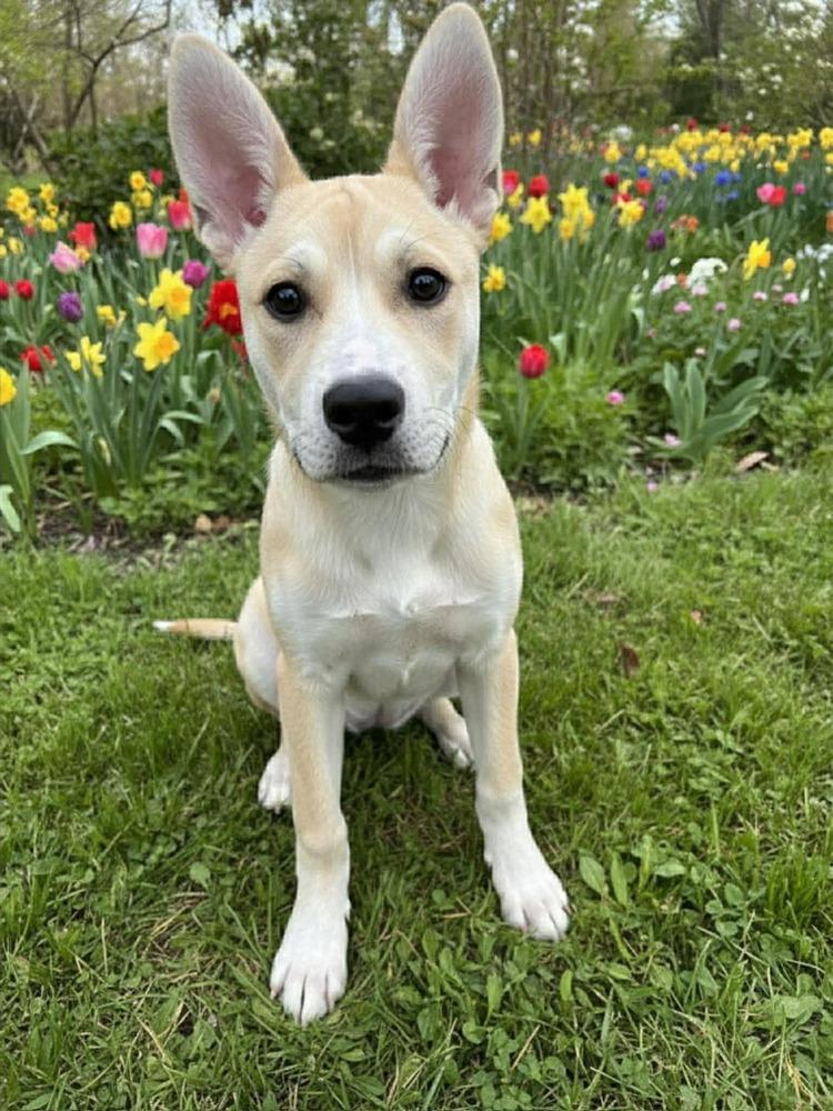 Dancer, Adoptable, Puppy Female Husky & Labrador Retriever.