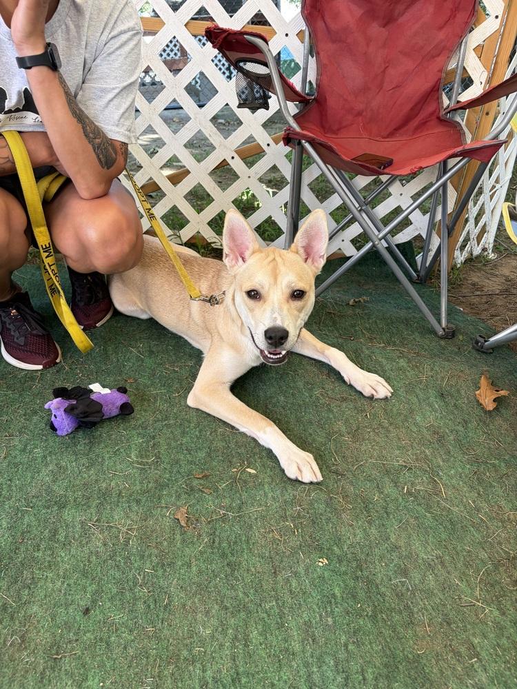 Enlarge Dancer, a Adoptable mixed breed in Middletown, CT image 5/6