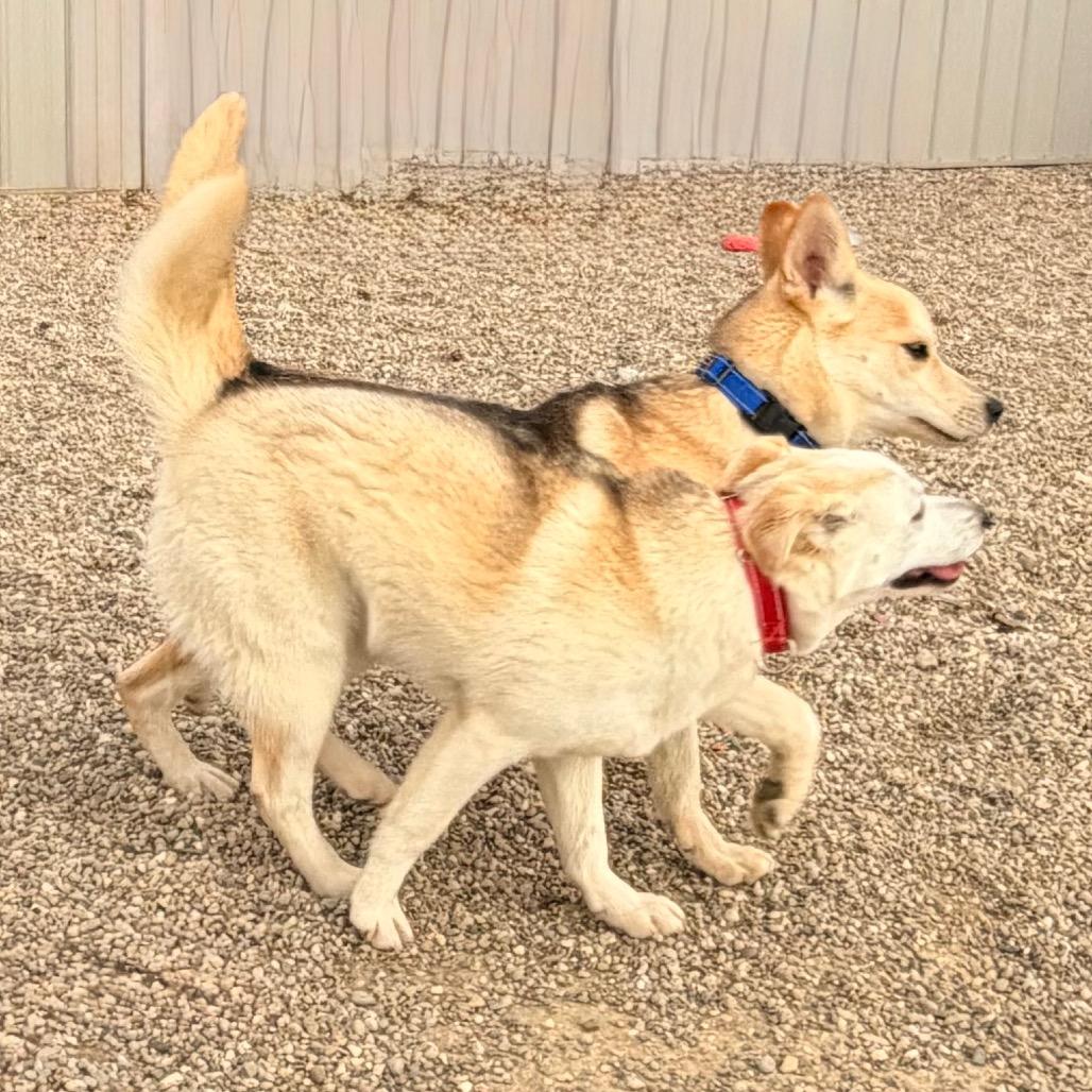 Enlarge Dixie, a Adoptable Mixed Breed in Kokomo, IN image 1/5