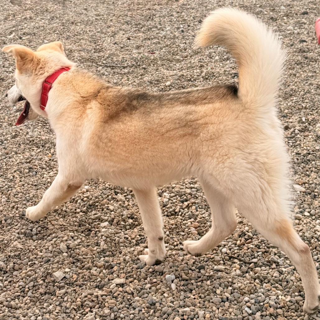 Enlarge Dixie, a Adoptable Mixed Breed in Kokomo, IN image 2/5