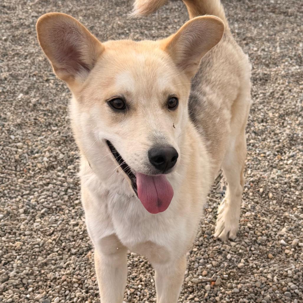 Enlarge Dixie, a Adoptable Mixed Breed in Kokomo, IN image 3/5