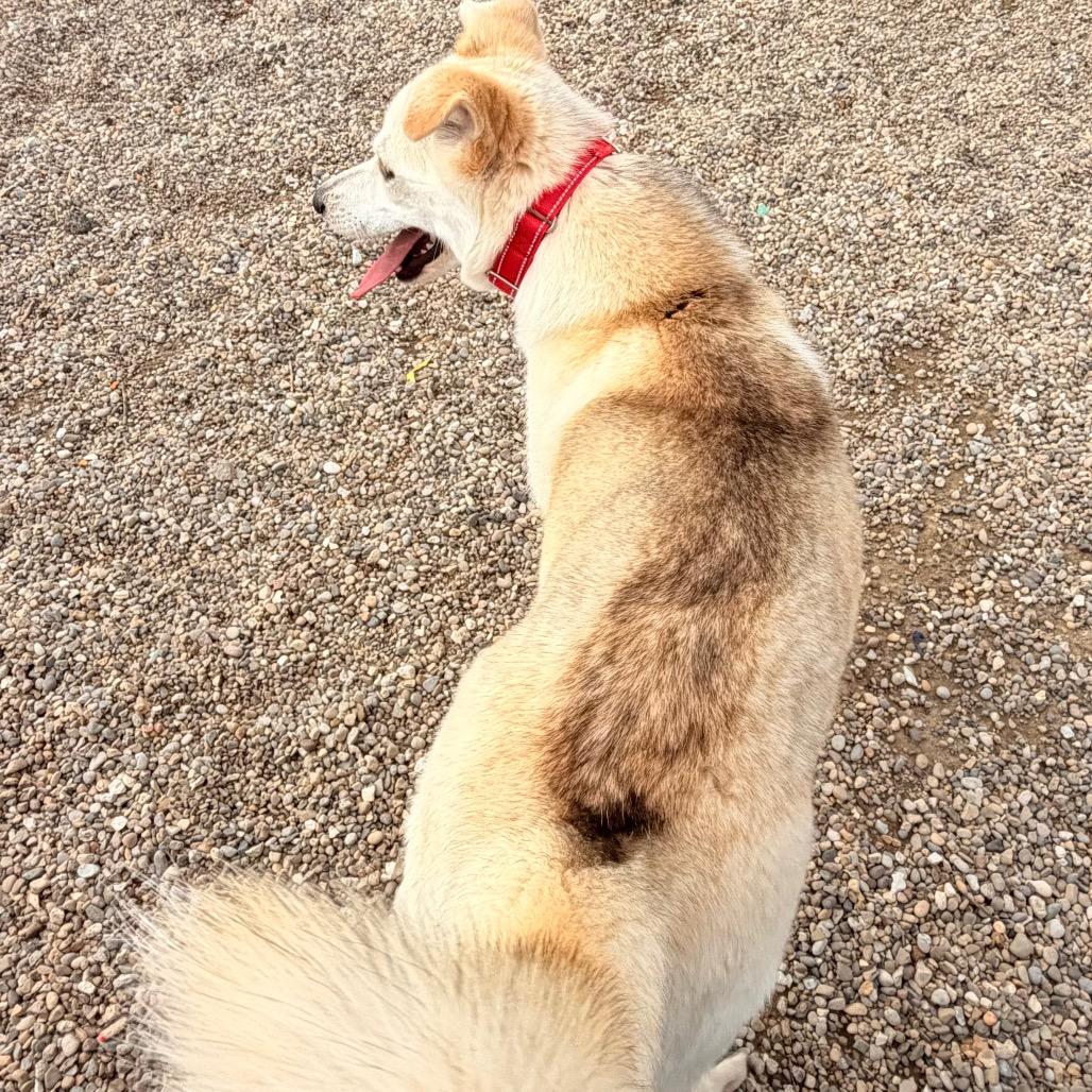 Enlarge Dixie, a Adoptable Mixed Breed in Kokomo, IN image 4/5