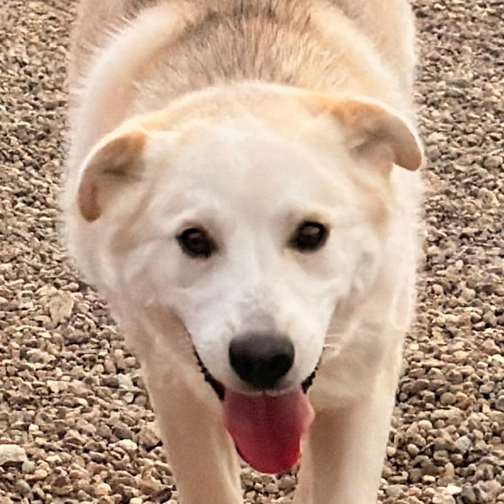 Enlarge Dixie, a Adoptable Mixed Breed in Kokomo, IN image 5/5