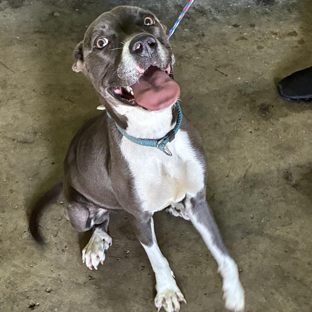 Enlarge "Penelope" Dolly, a Adoptable Pit Bull Terrier in Valparaiso, IN image 1/1