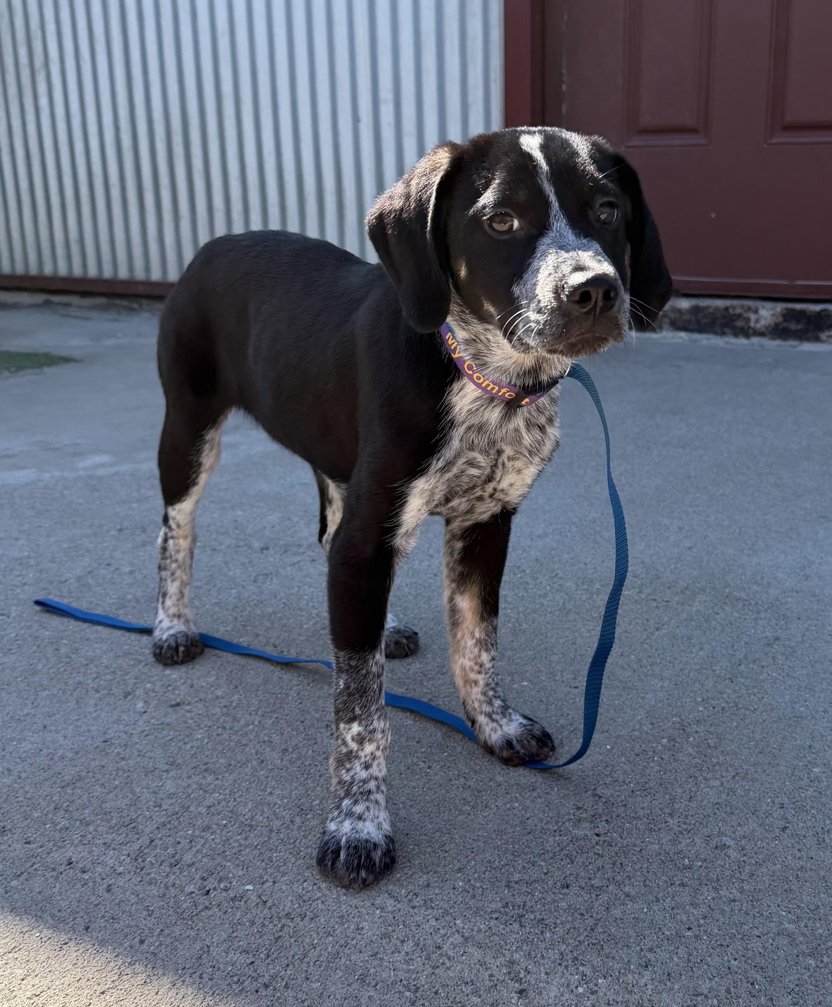 Patrick, an adopted Australian Cattle Dog / Blue Heeler in Lexington, KY image 1/3
