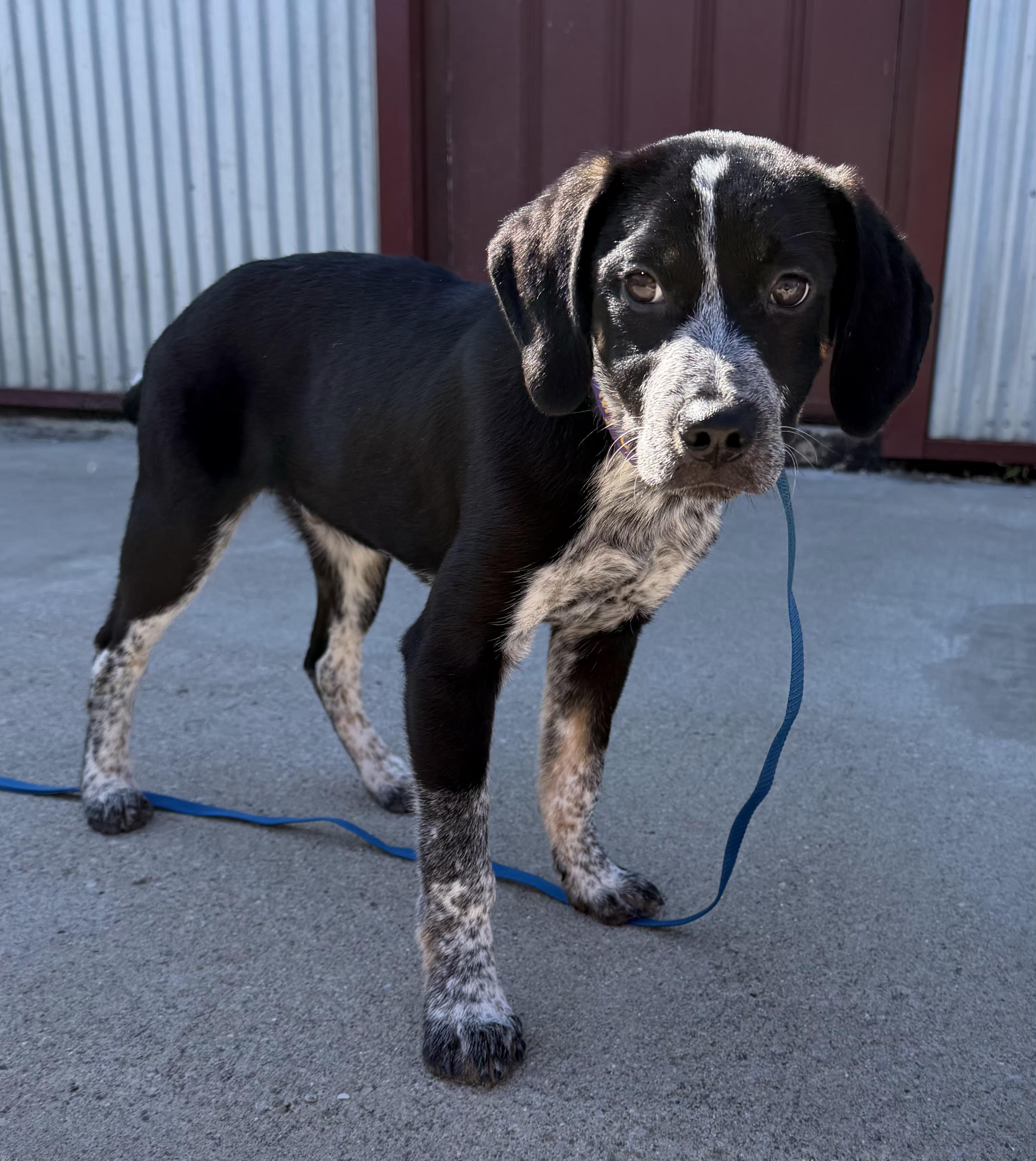 Patrick, an adopted Australian Cattle Dog / Blue Heeler in Lexington, KY image 2/3