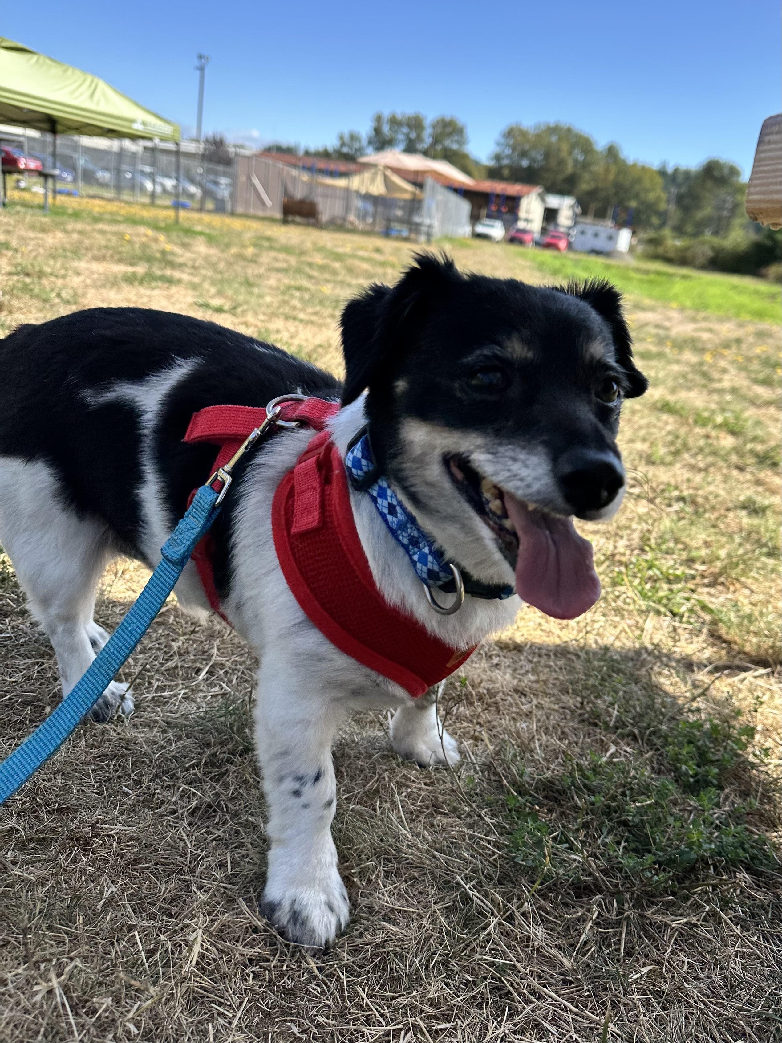 Casey, an adoptable Mixed Breed in Bellingham, WA, 98226 | Photo Image 4