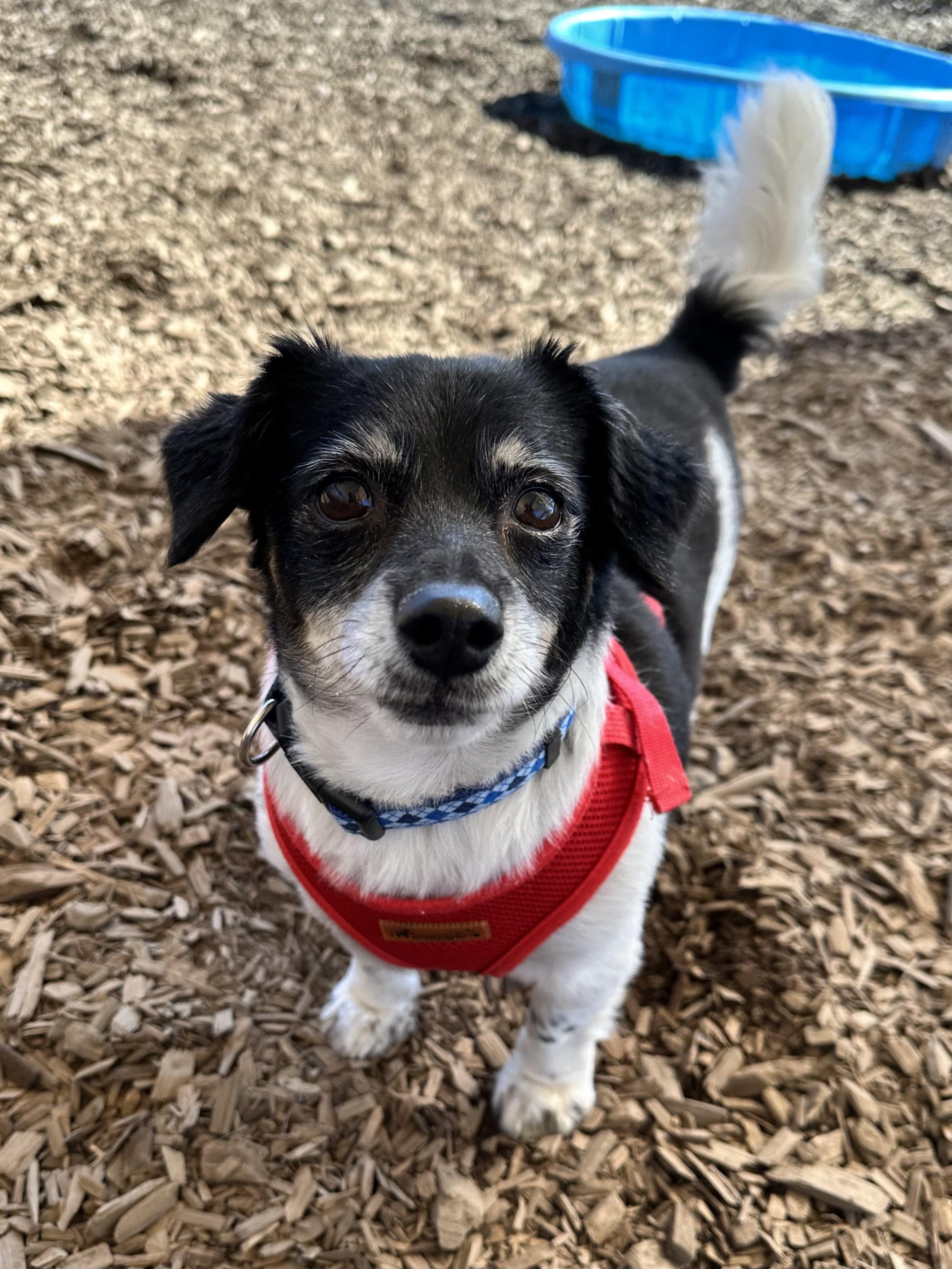Casey, an adoptable Mixed Breed in Bellingham, WA, 98226 | Photo Image 3