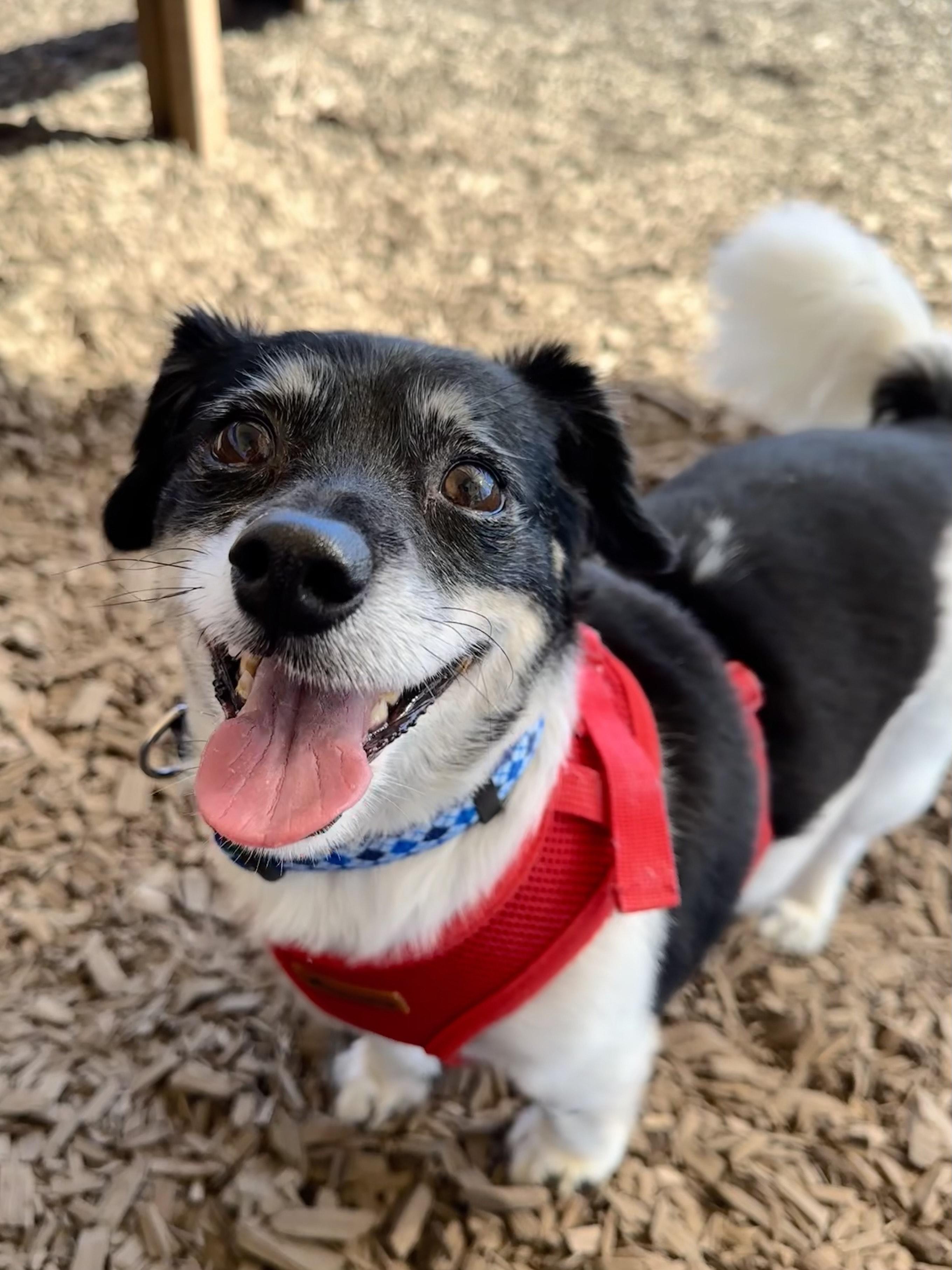 Casey, an adoptable Mixed Breed in Bellingham, WA, 98226 | Photo Image 1