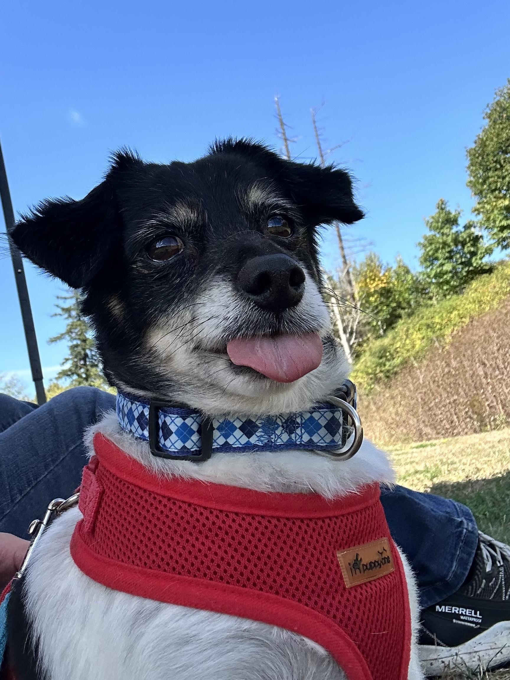 Casey, an adoptable Mixed Breed in Bellingham, WA, 98226 | Photo Image 2
