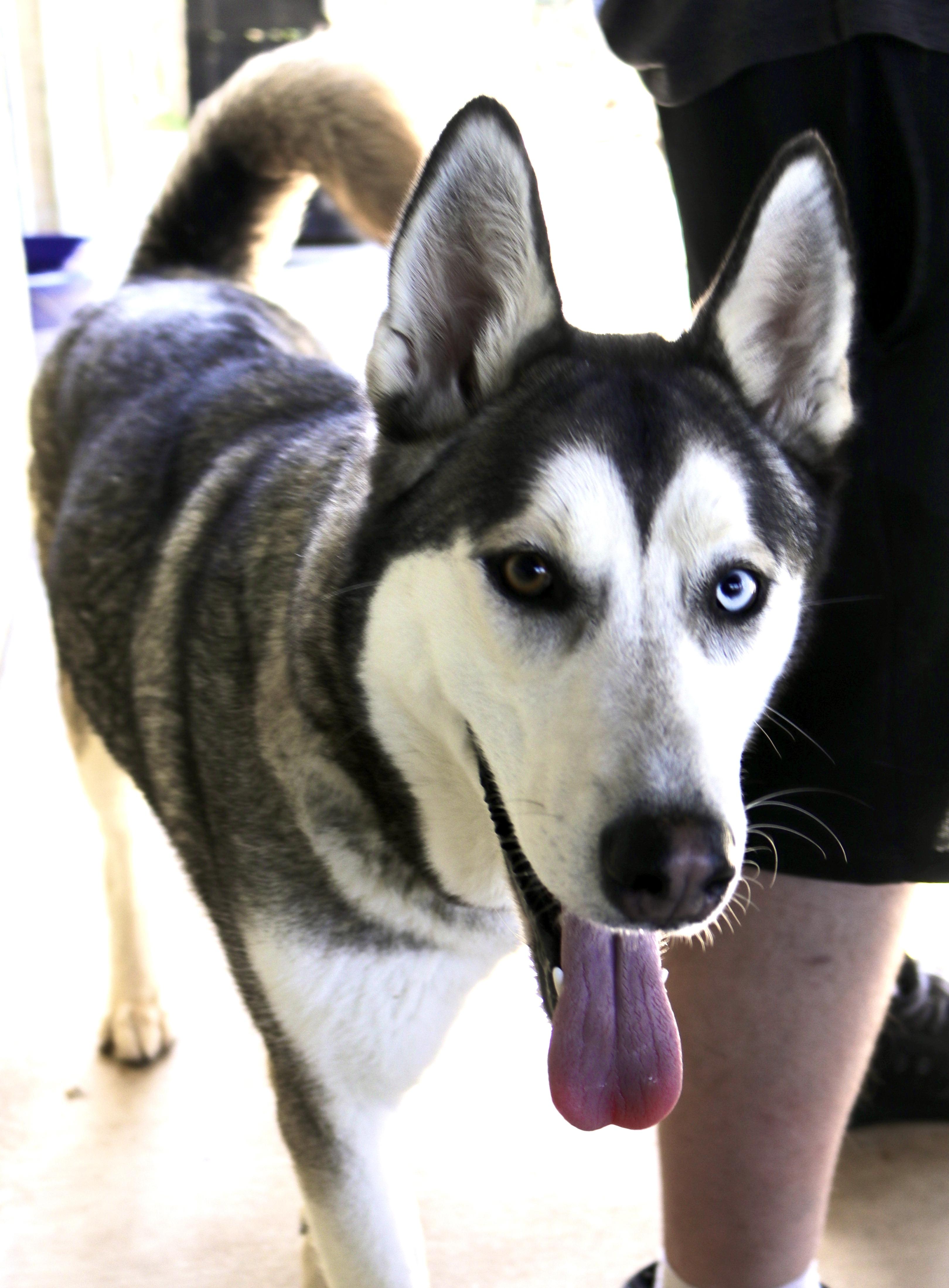 Enlarge Betsy, a Adoptable Siberian Husky in RIVERSIDE, CA image 1/6