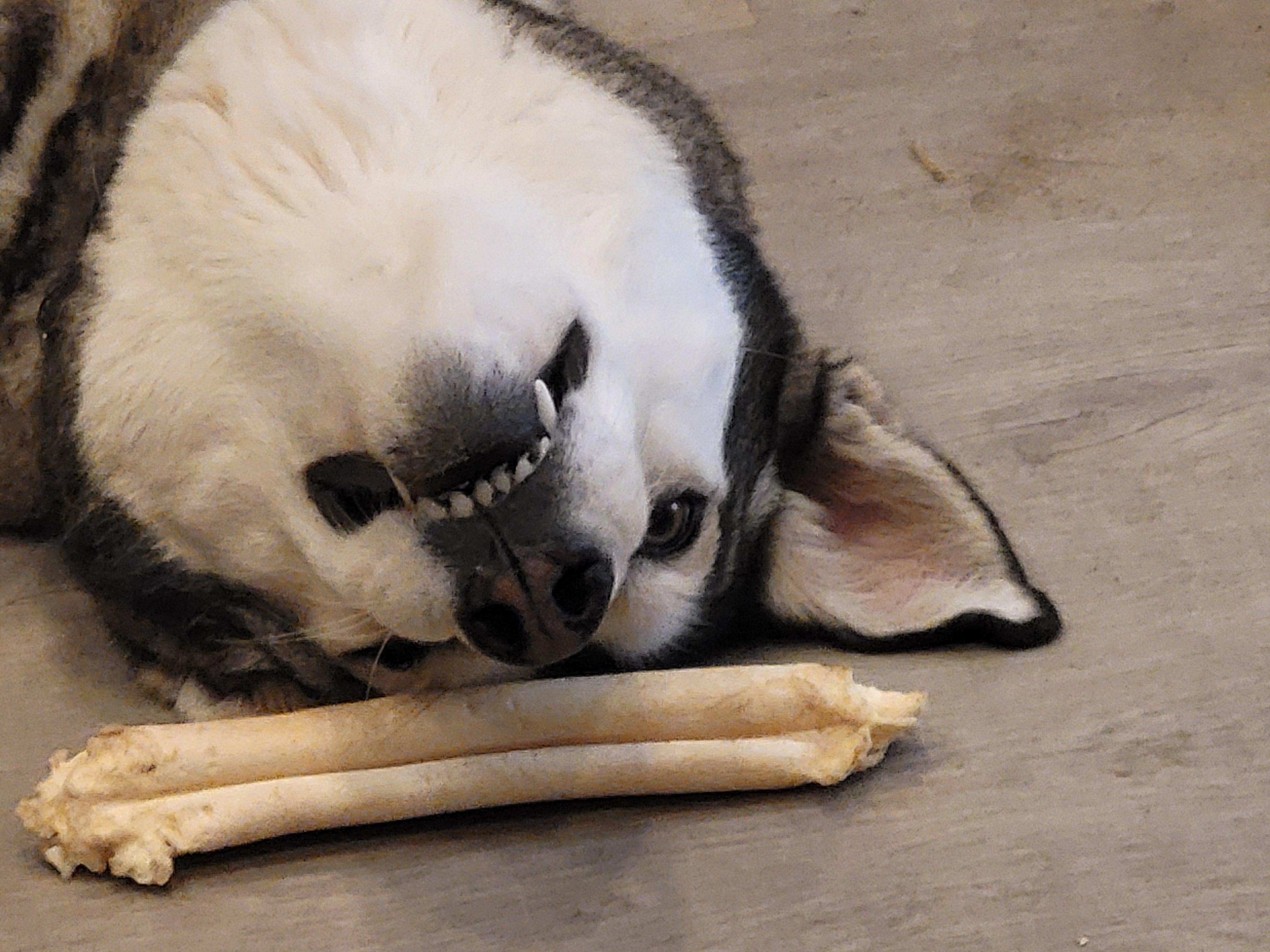 Enlarge Betsy, a Adoptable Siberian Husky in RIVERSIDE, CA image 2/6