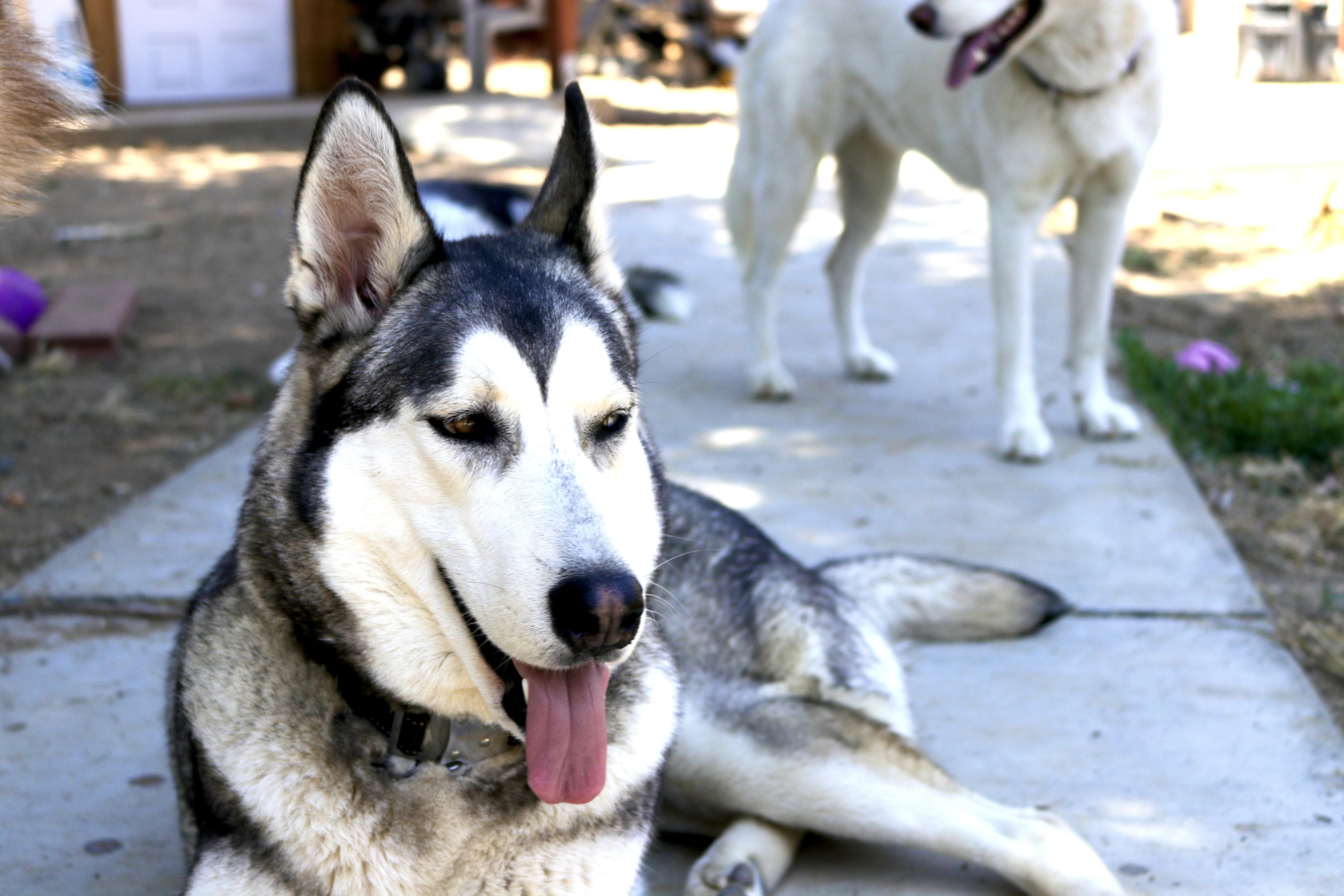 Enlarge Betsy, a Adoptable Siberian Husky in RIVERSIDE, CA image 3/6