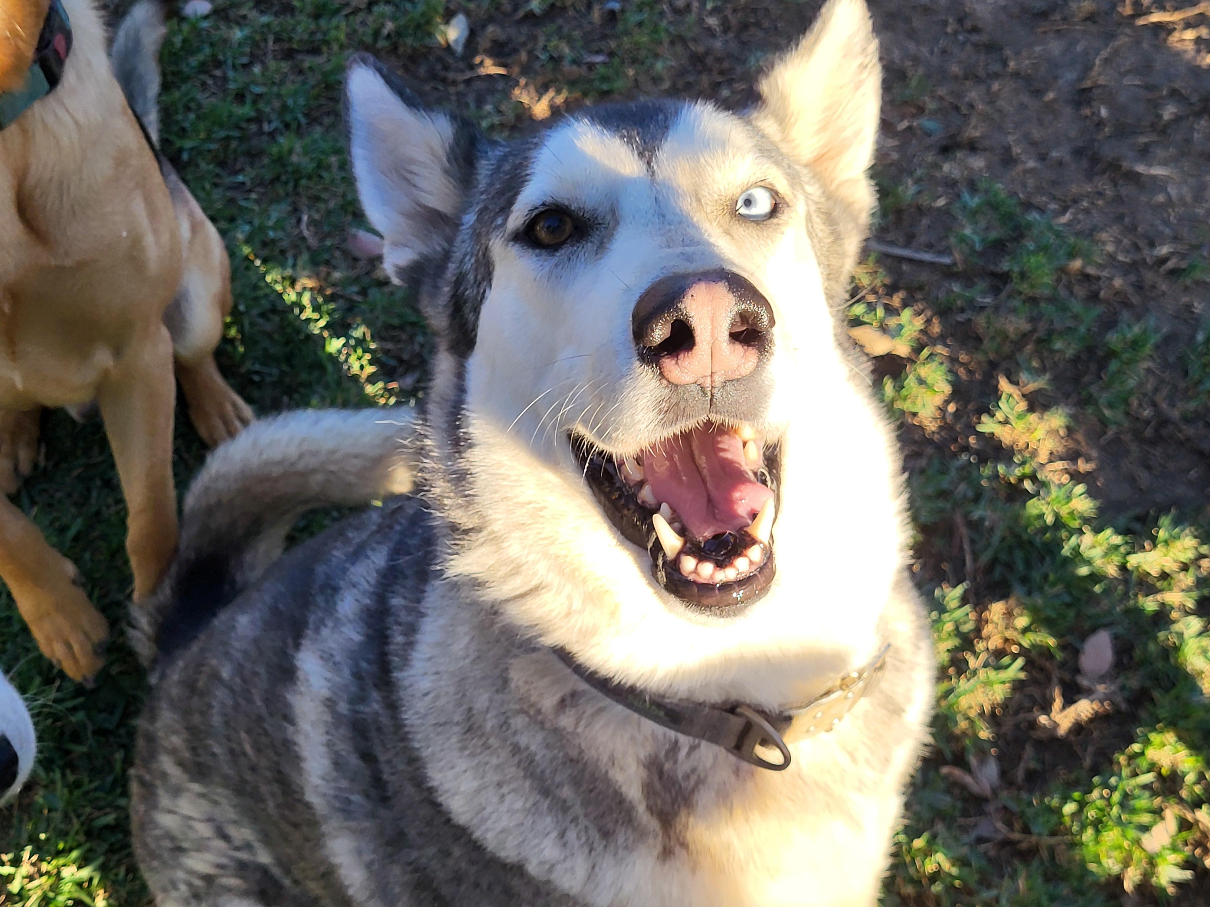 Enlarge Betsy, a Adoptable Siberian Husky in RIVERSIDE, CA image 4/6
