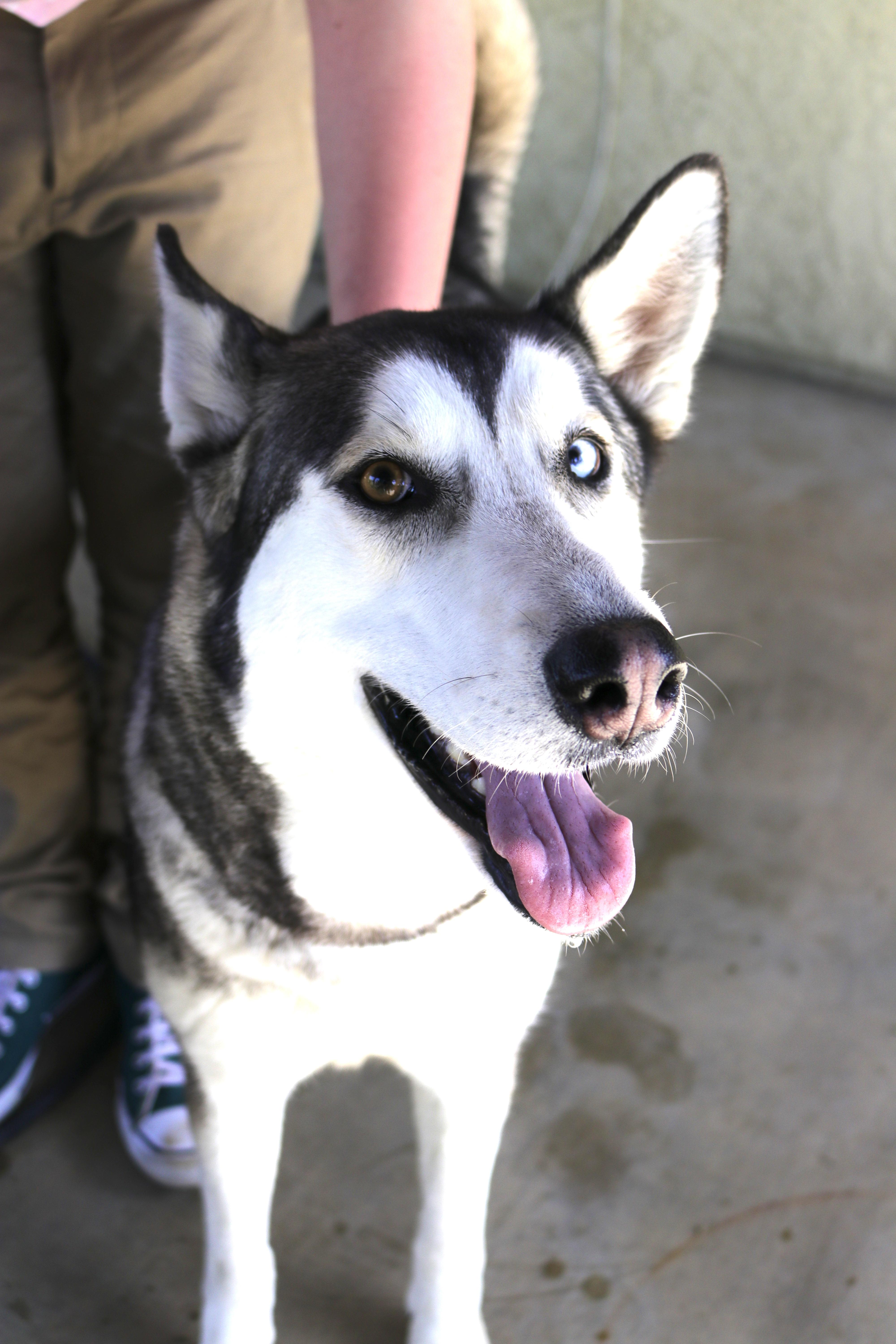 Enlarge Betsy, a Adoptable Siberian Husky in RIVERSIDE, CA image 5/6
