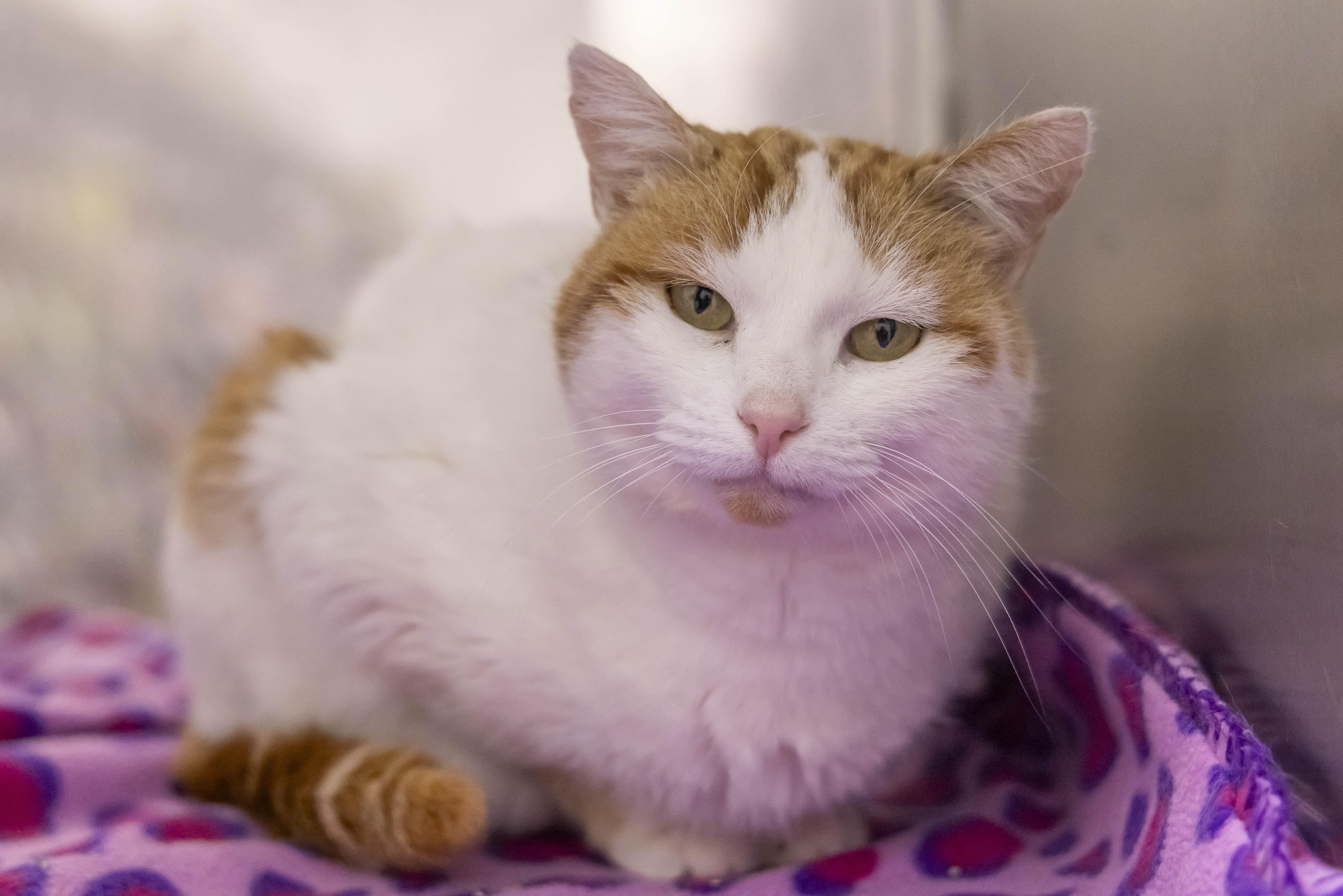 Enlarge Rosie, an adopted Domestic Short Hair in Millville, UT image 1/1